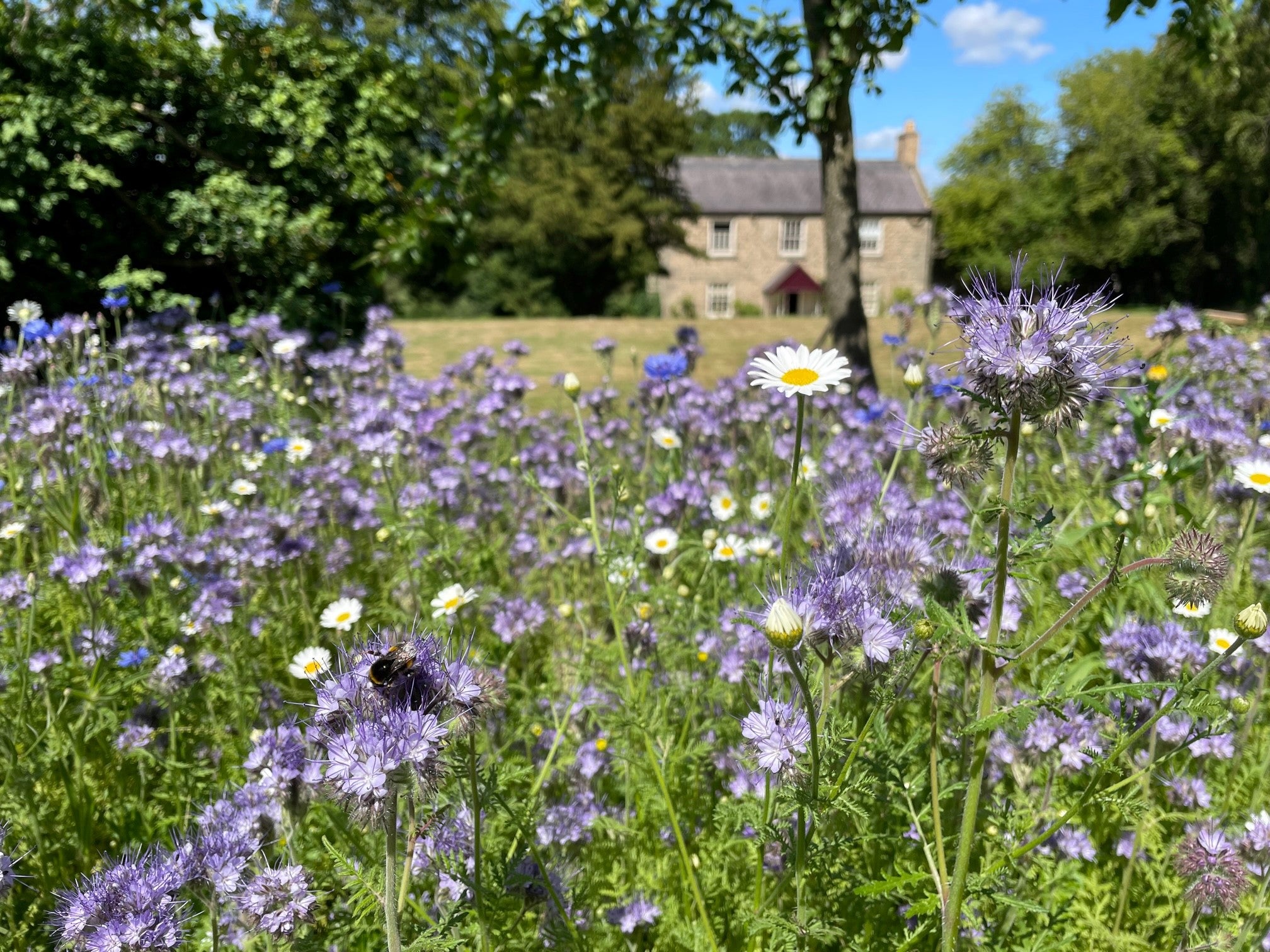 A close up of summer flowers and a bee with the Cherryburn museum in the background