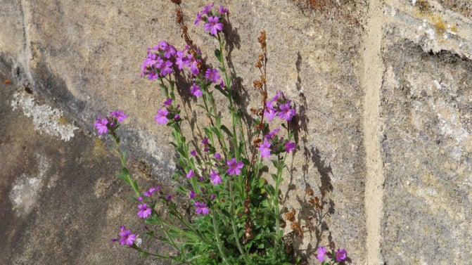 Small purple flowers growing in gaps between the sandstone bricks on Cragside House