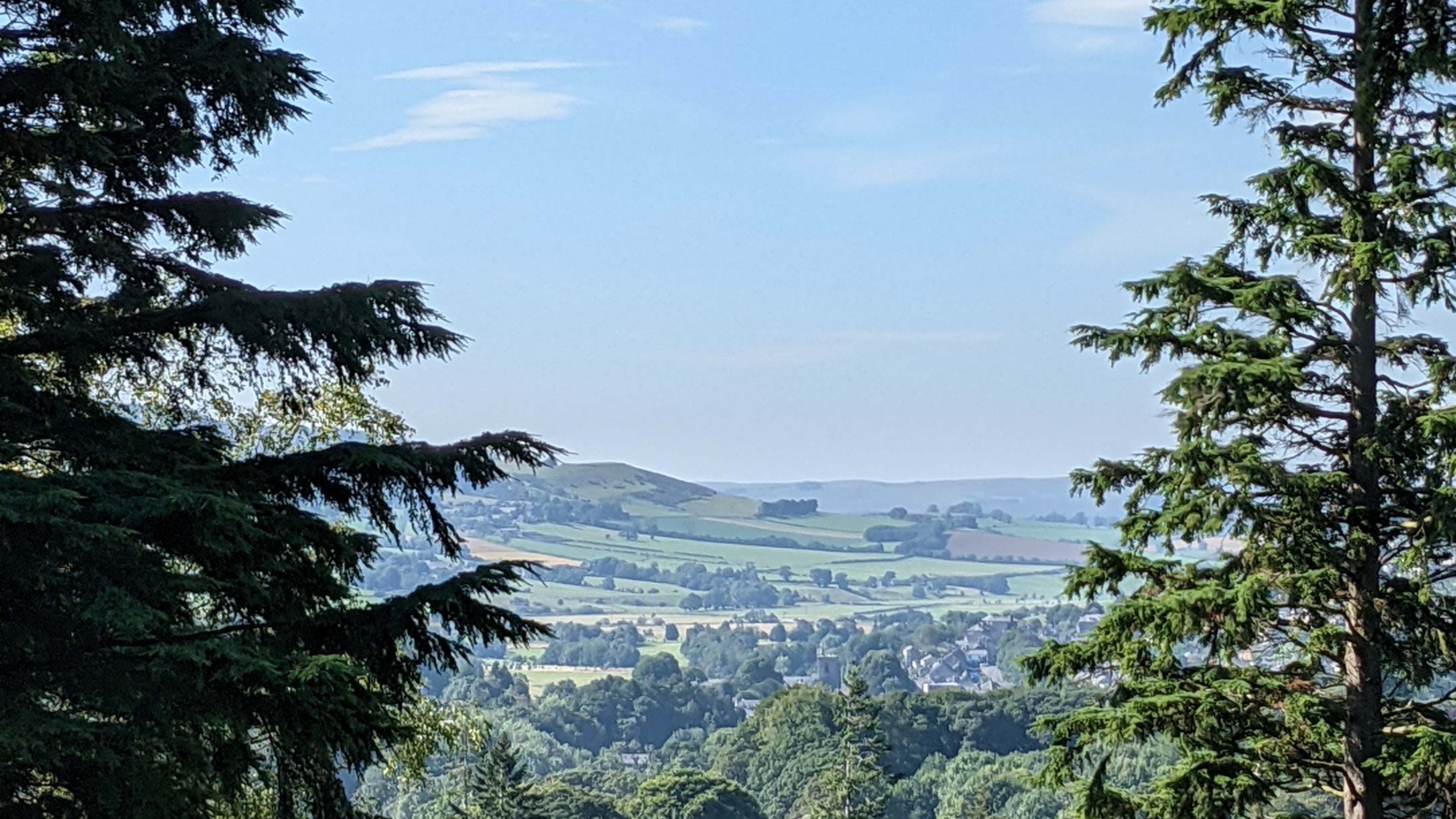 A view of green fields between towering pine trees on a sunny day.