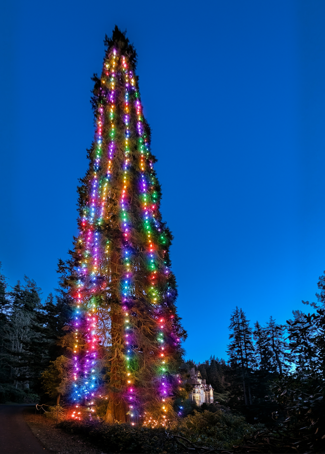An adapted image of the UK's Tallest Living Christmas Tree at Cragside. A towering tree near the House will be dressed in over 2000 multi-coloured lights for Christmas 2025.
