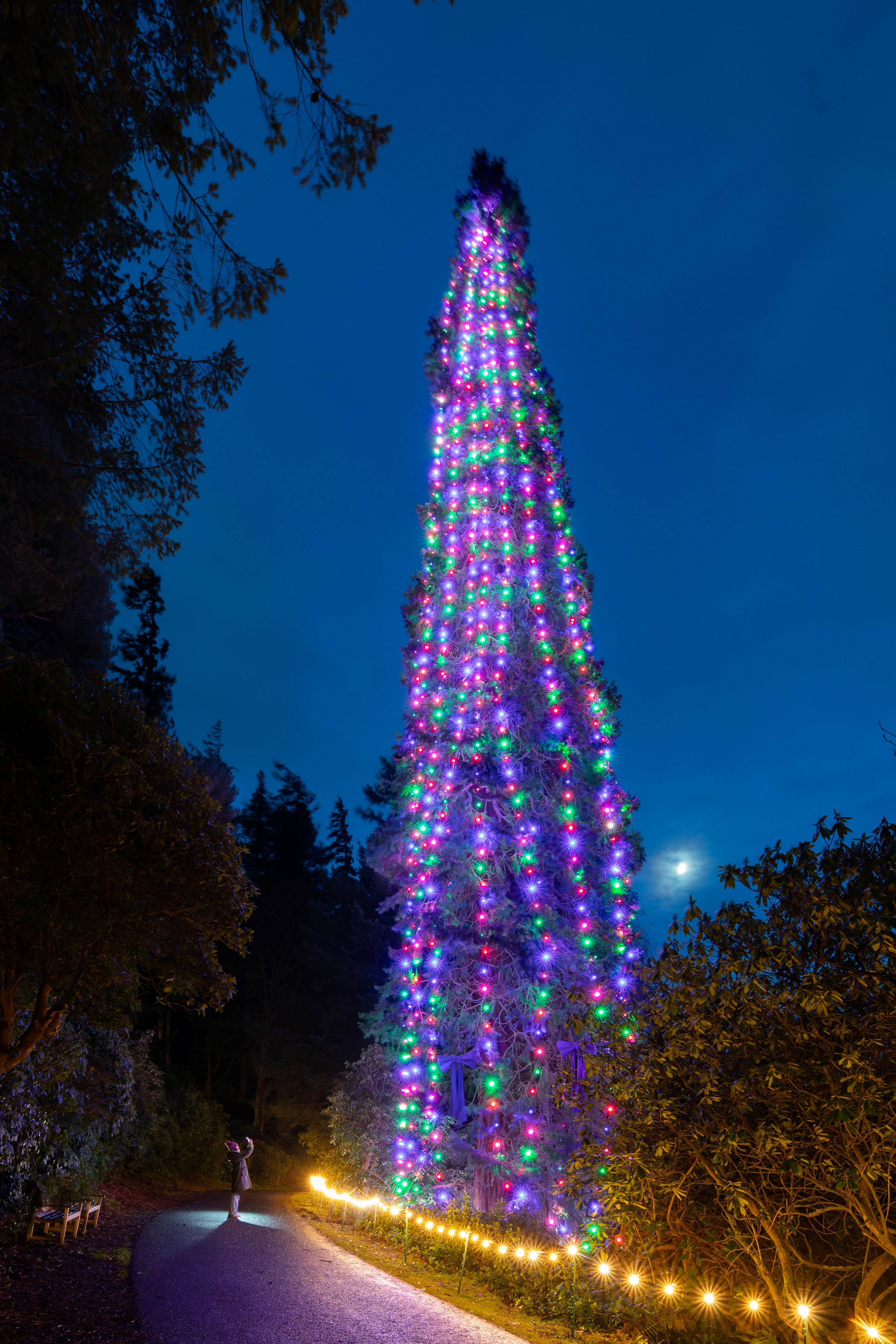 A towering Giant Redwood Wellingtonia has been dressed in over 1300 multi-coloured lights to present the World's Tallest Bedded Christmas Tree