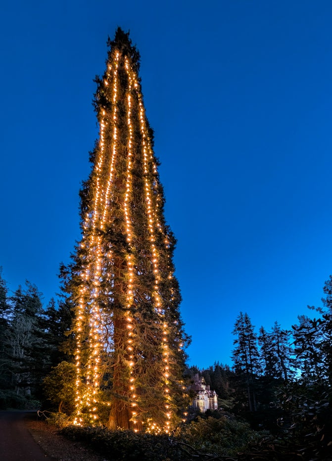 A towering tree near Cragside House has been dressed in over 2000 warm qhite lights.
