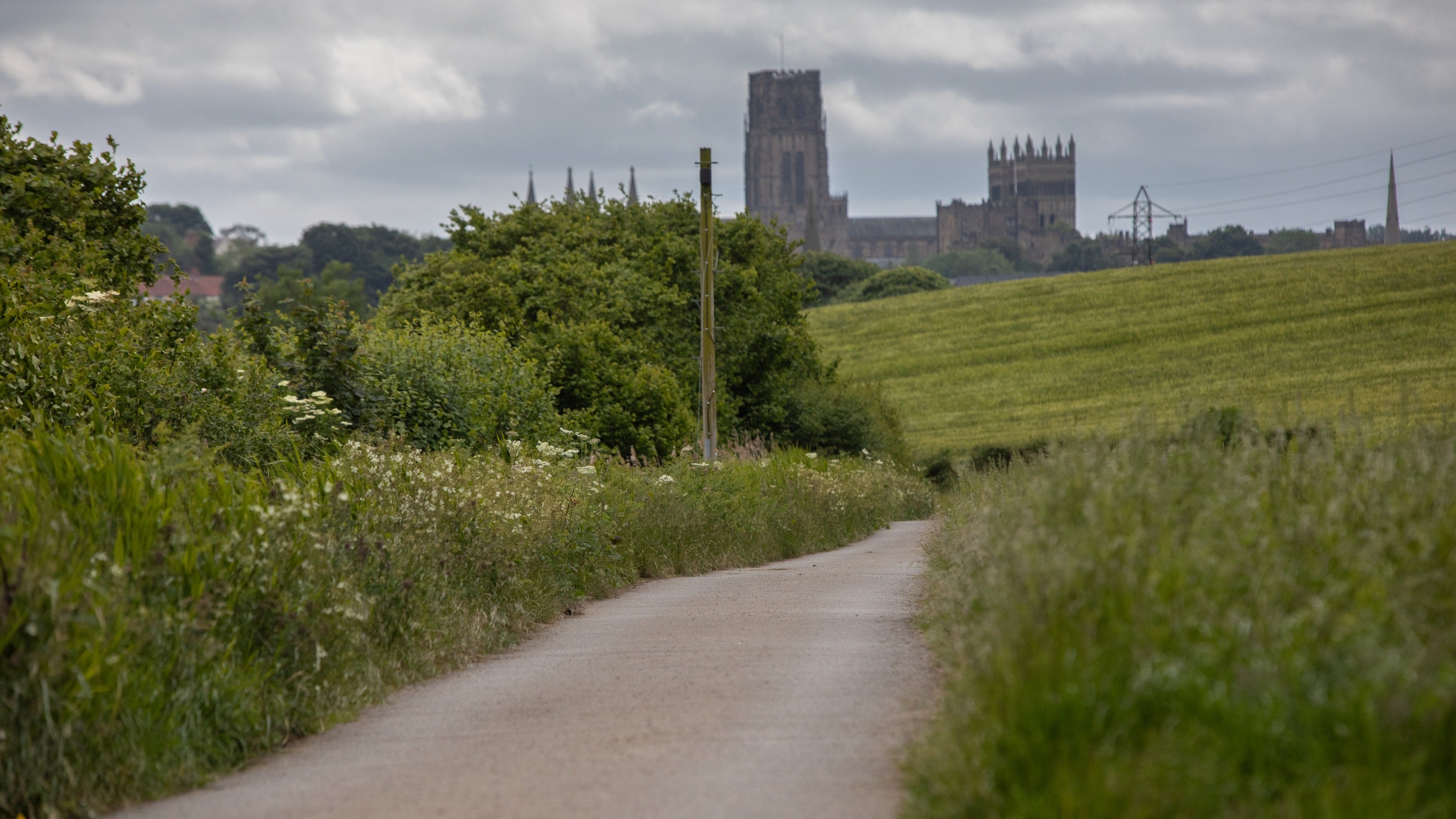 A narrow country lane between verges of lush summer vegetation in the foreground, leads towards hedgerows and trees in full leaf and a field of a bright yellow crop. Beyond, rooftops of the city's buildings sit under a cloudy but bright sky, dominated by Durham Cathedral.