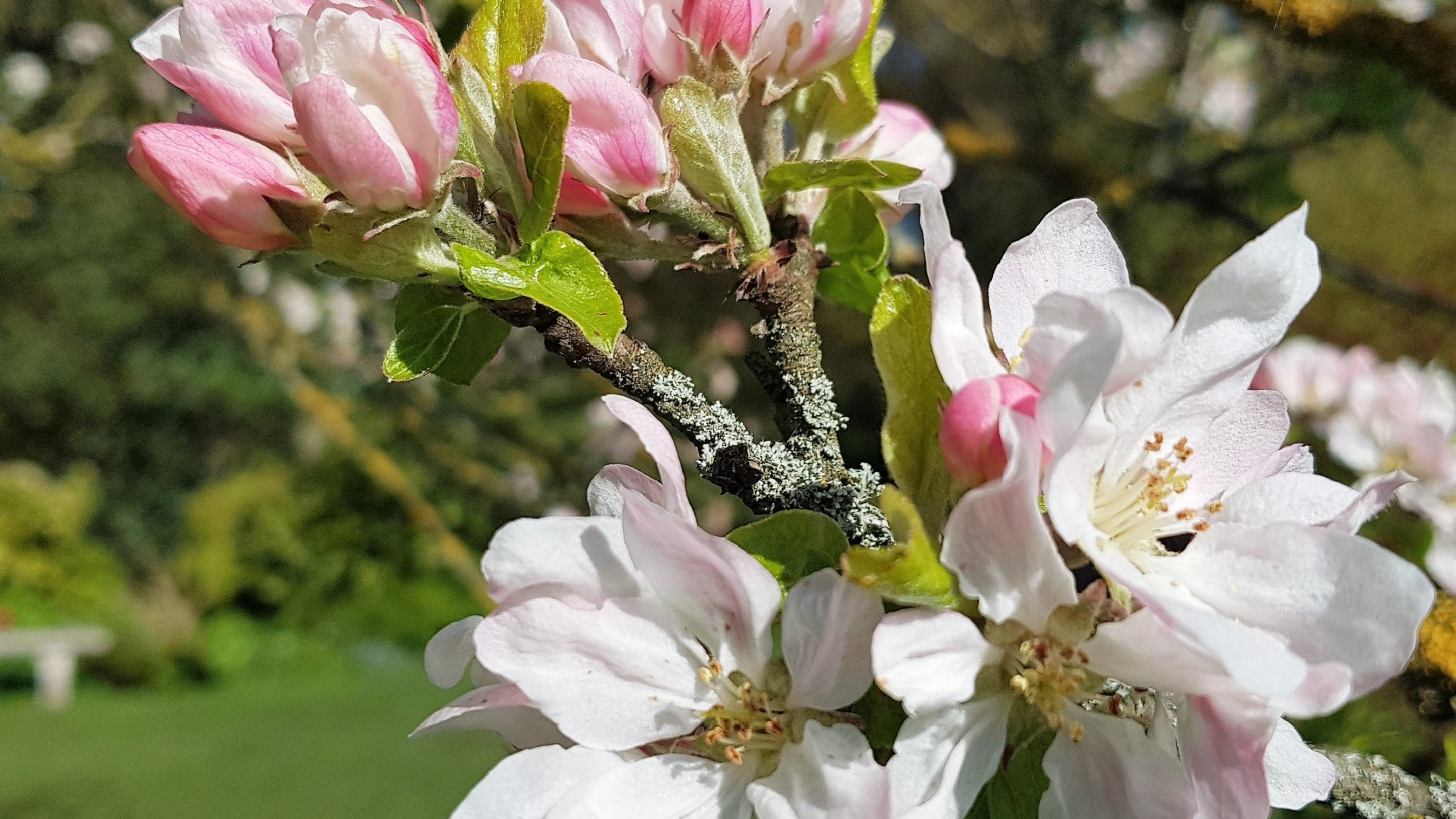A close up of sunlit pink and white apple blossom, some in bud, some in full bloom, with young green leaves sprouting between the flowers. The branch they're growing from is covered in green-grey lichen.