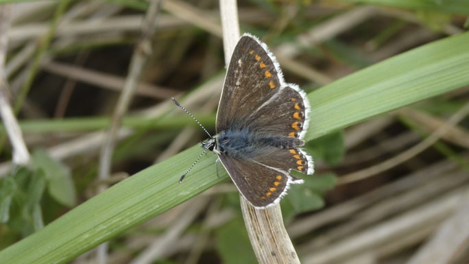 Small brown butterfly with orange spots on a blade of grass.