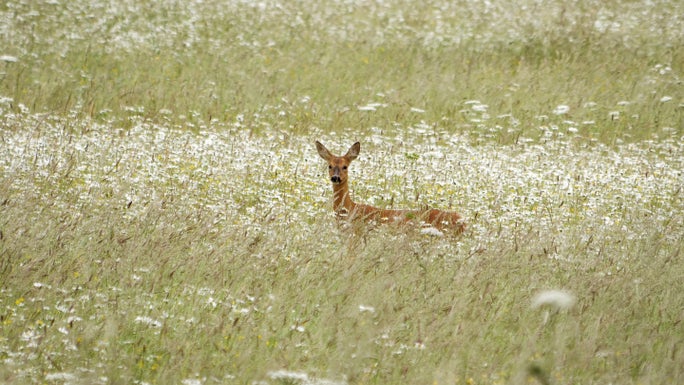 A small brown deer head poking out through a meadow full of long grass and white flowers.
