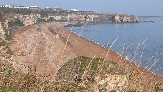 View through some dry grasses down to a brownish sandy beach.