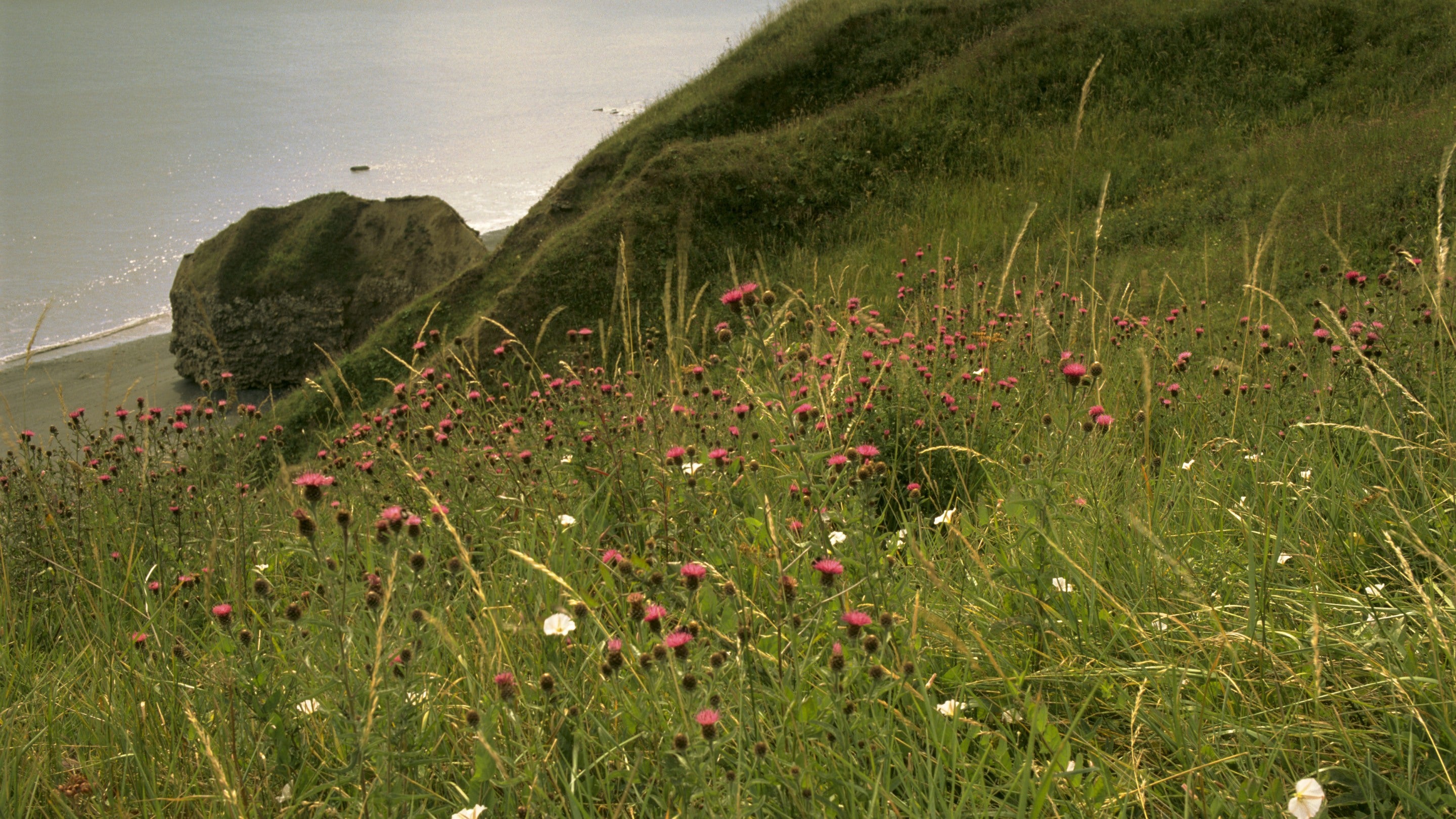 Wildflowers on a cliff slope at Beacon Point on the Durham Coast, with beach below.