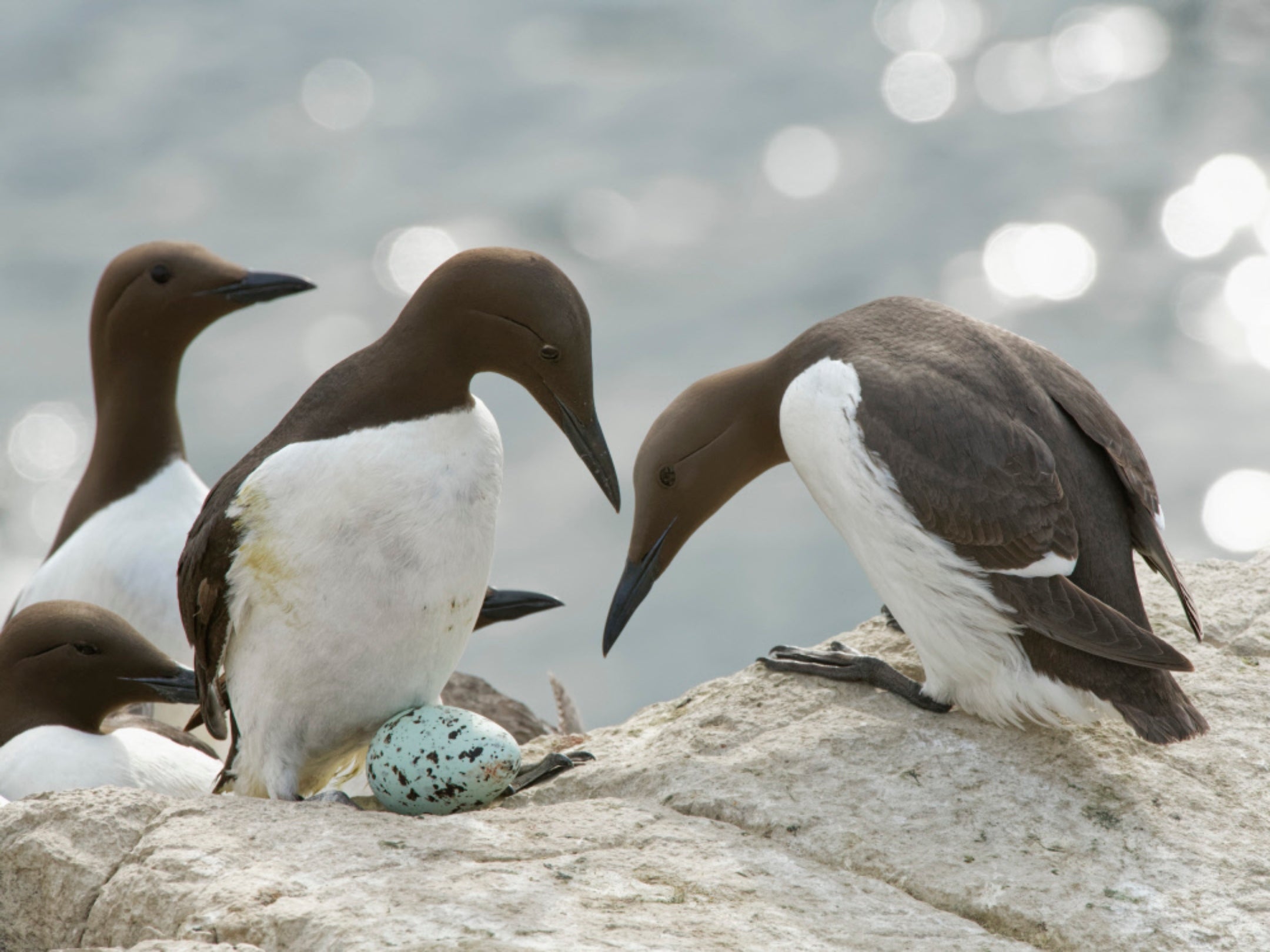 Two guillemots with egg.