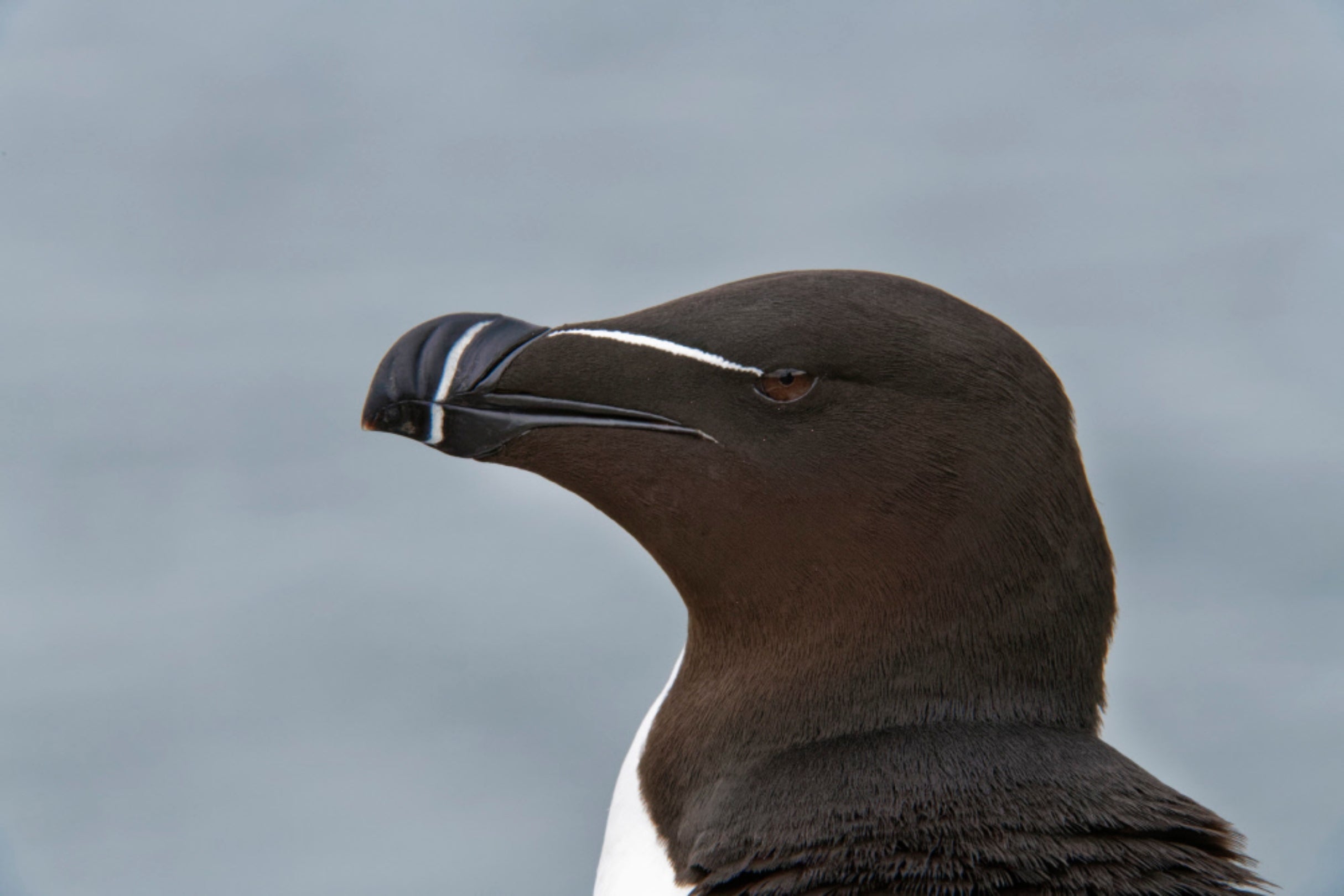 Razorbill on the Farne Islands