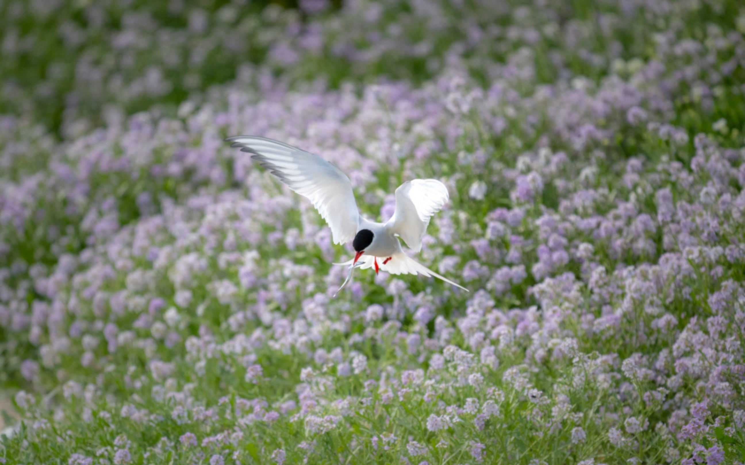 Arctic tern in flight