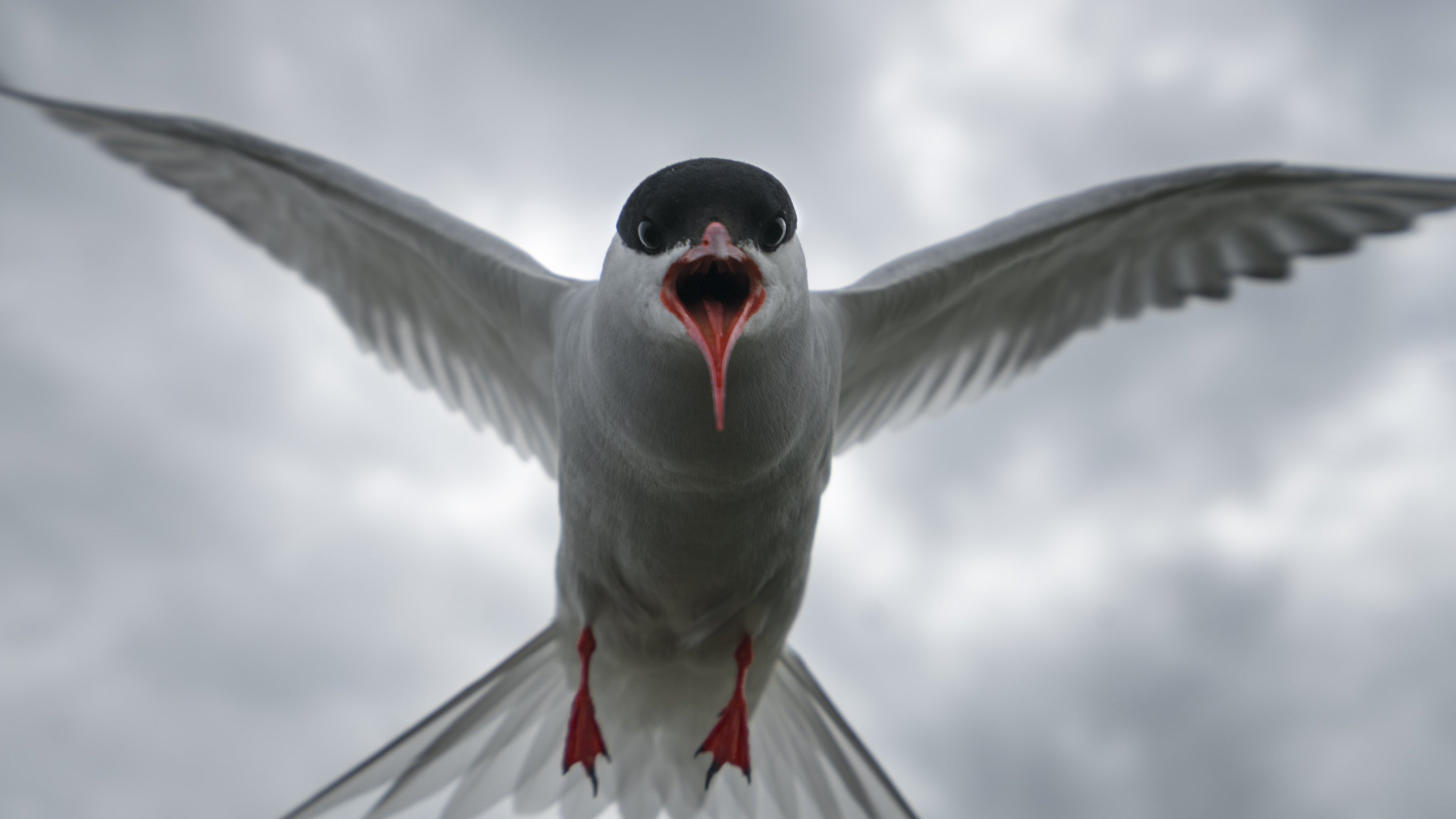 An arctic tern dives on the Farne Islands, Northumberland
