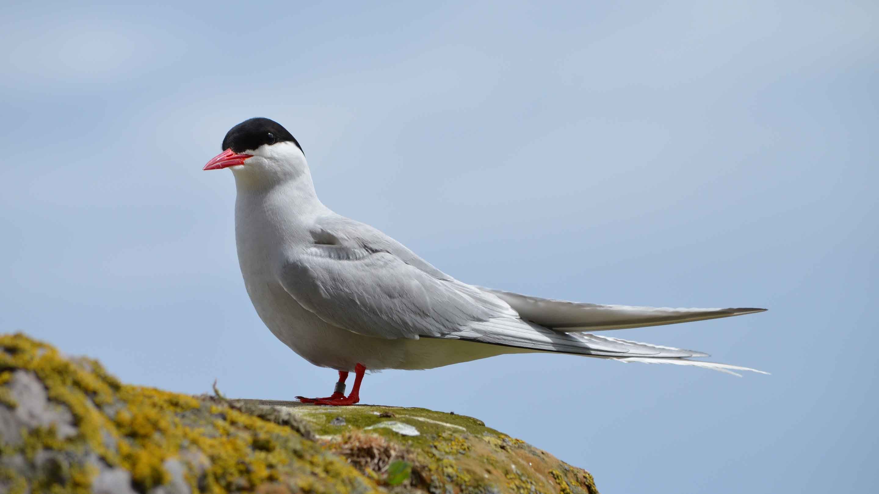 Arctic Tern, Farne Islands, Northumberland