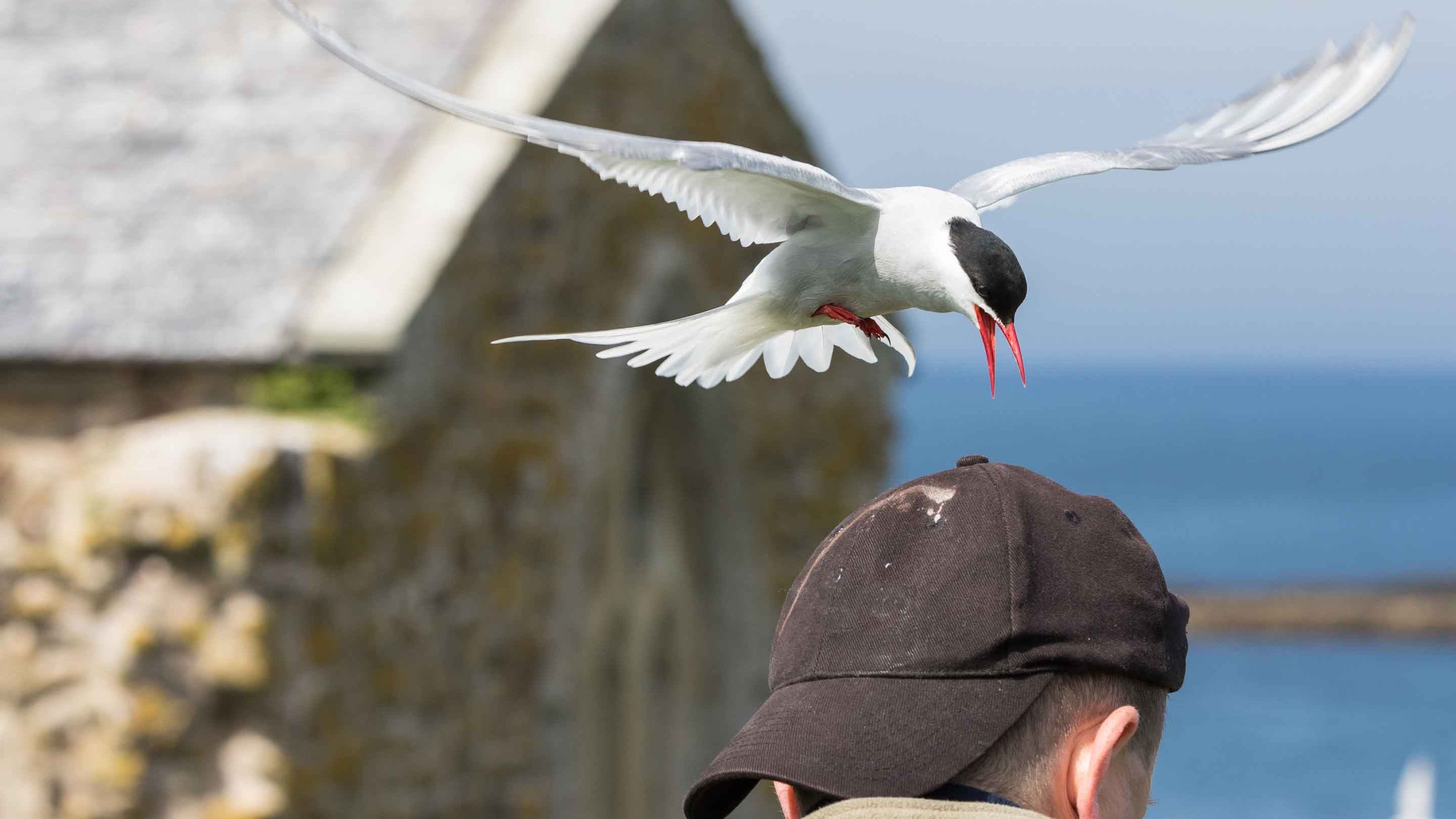 Arctic tern landing on a man's head, Farne Islands, Northumberland