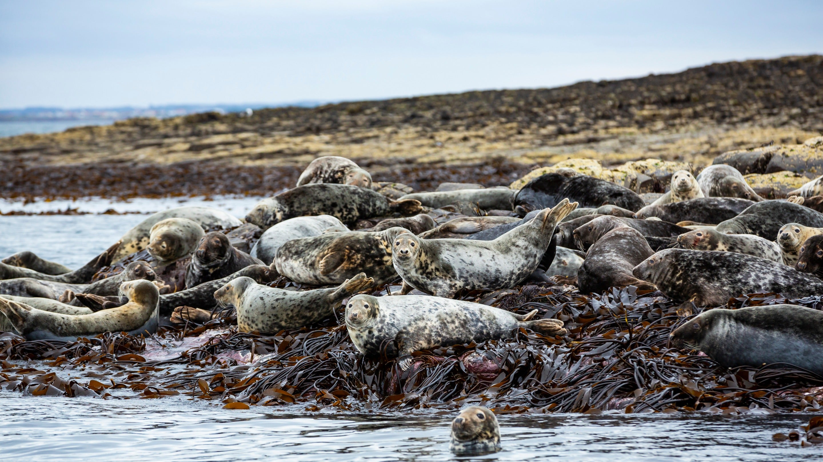 Grey seals in autumn on the Farne Islands, Northumberland