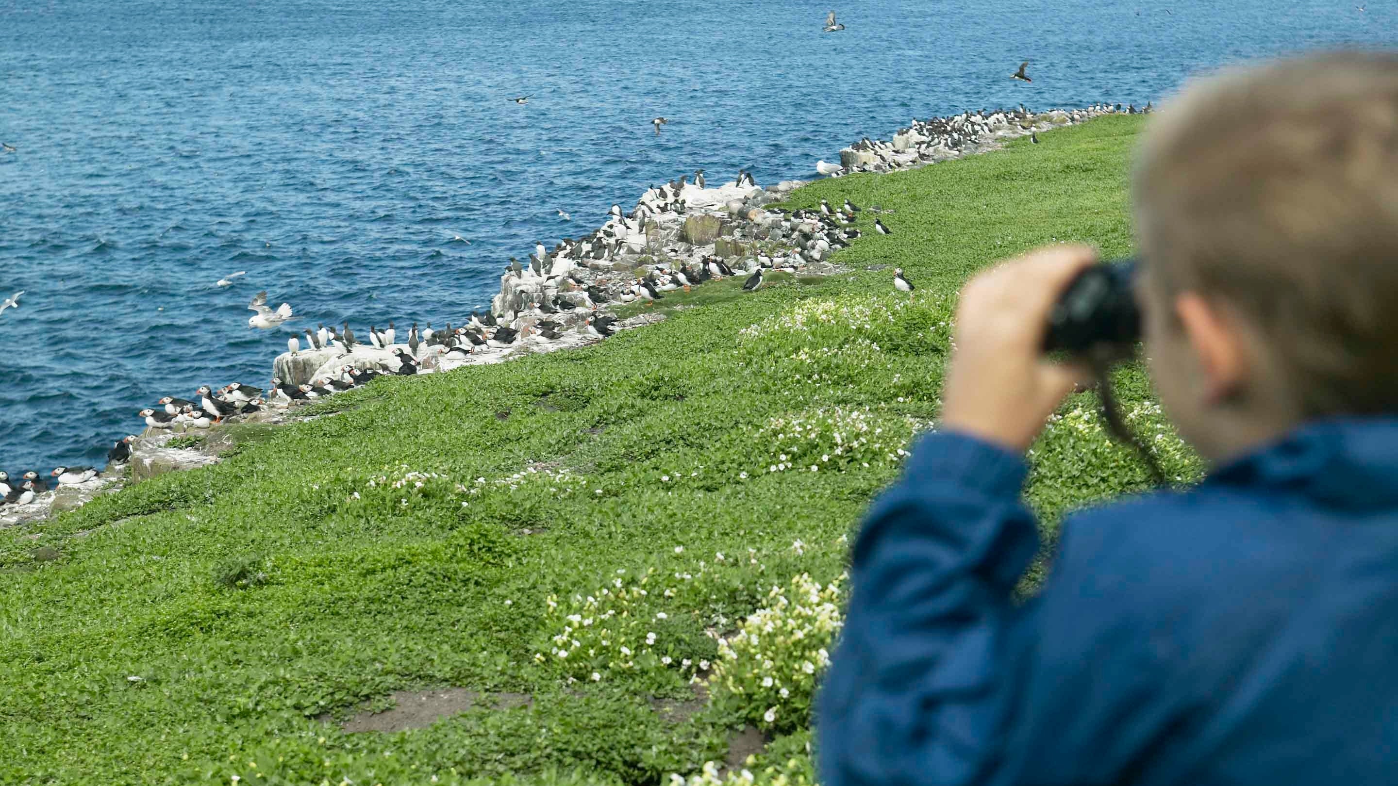 Boy birdwatching at Inner Farne on the Farne Islands in Northumberland