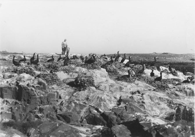 Historic image of a man standing with a child looking at birds on the Farne Islands