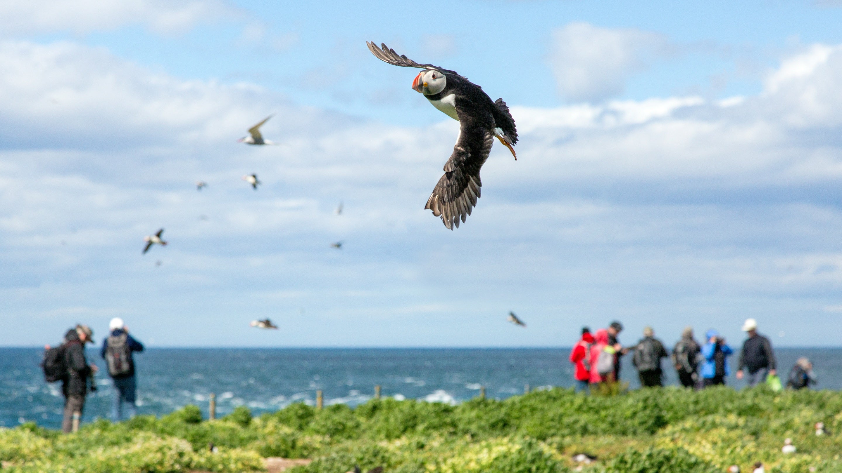 A group of visitors watching seabirds including puffins on the Farne Islands, Northumberland