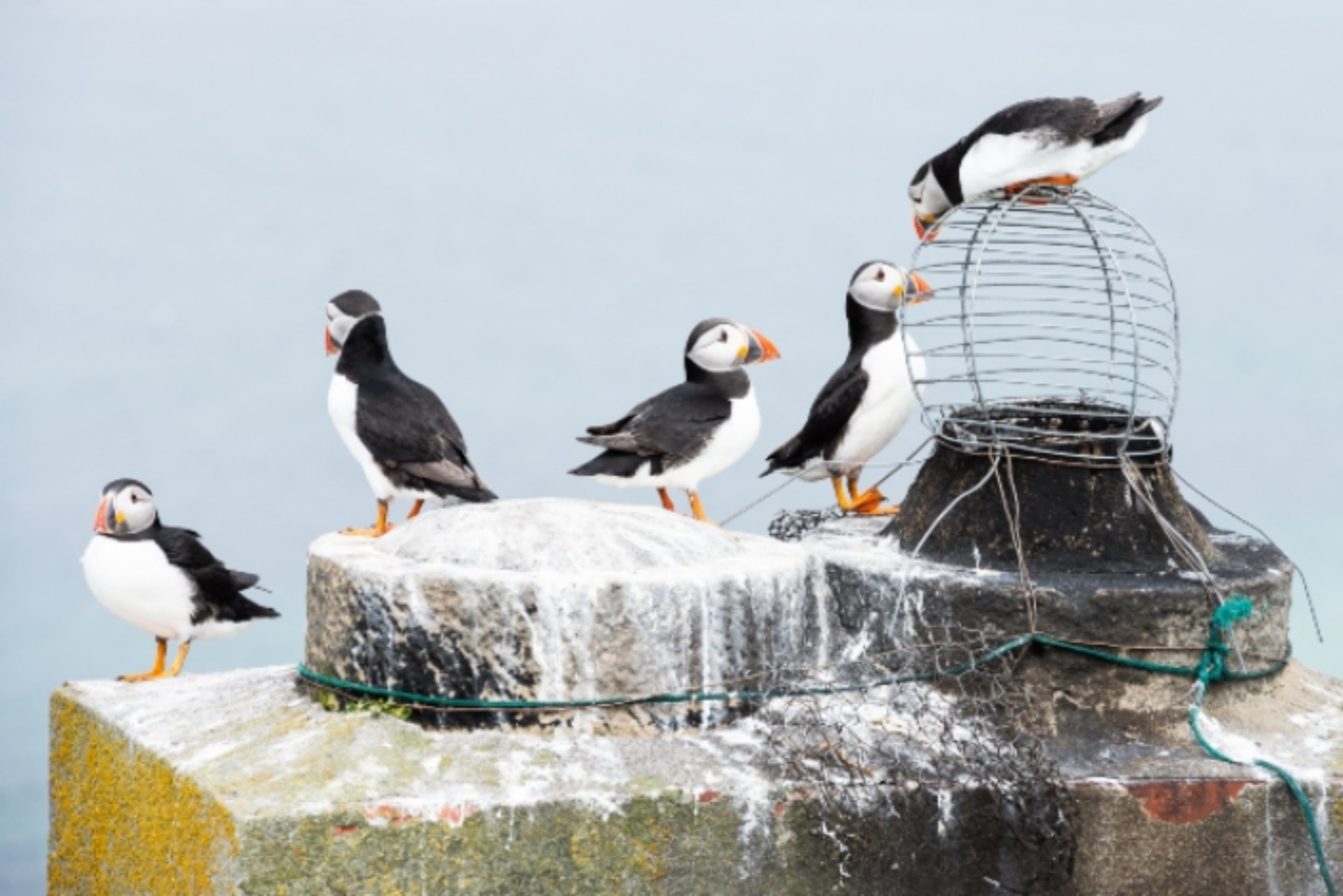 Group of puffins
