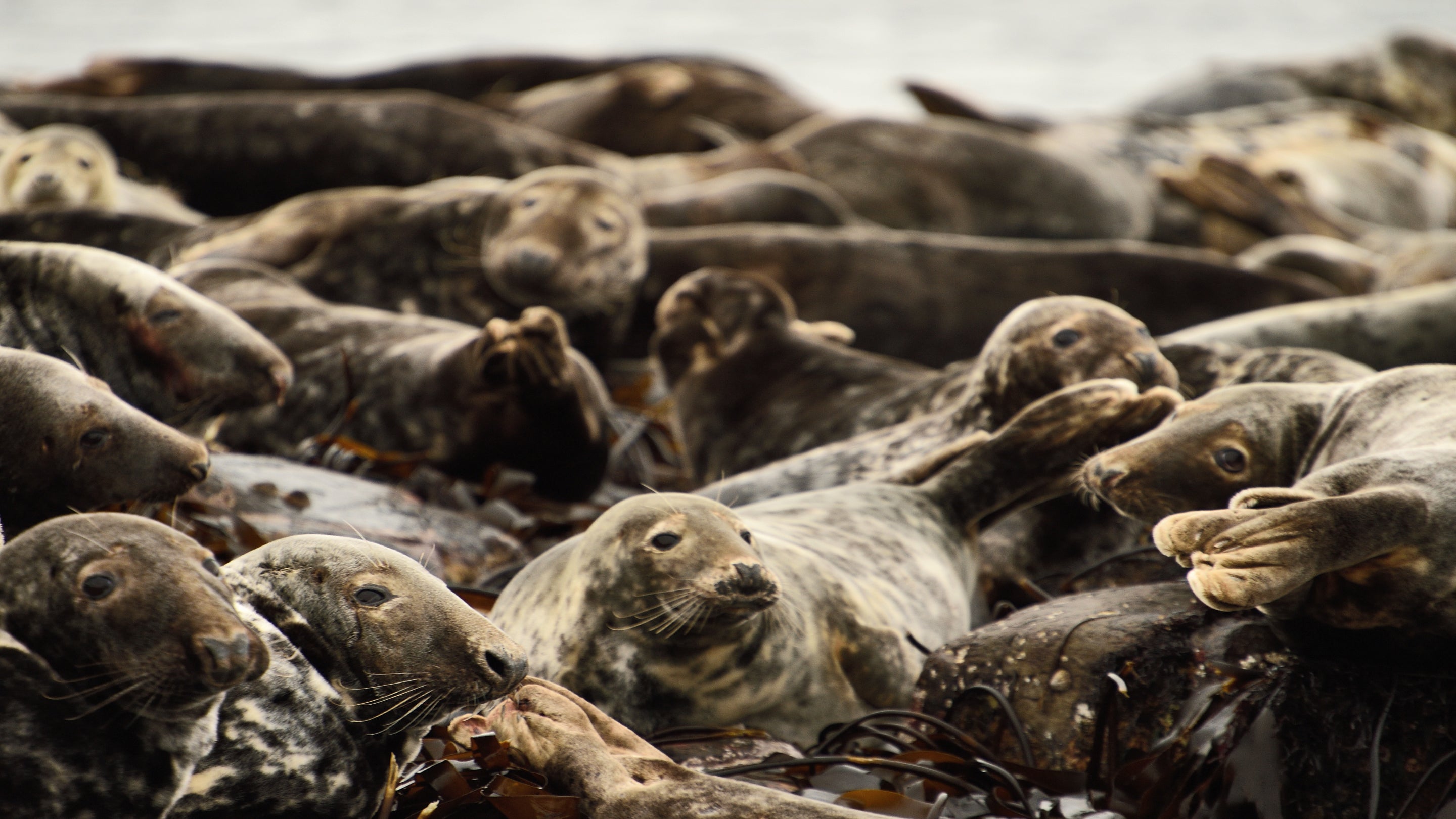 A group of grey seals on rocks on the Farne Islands