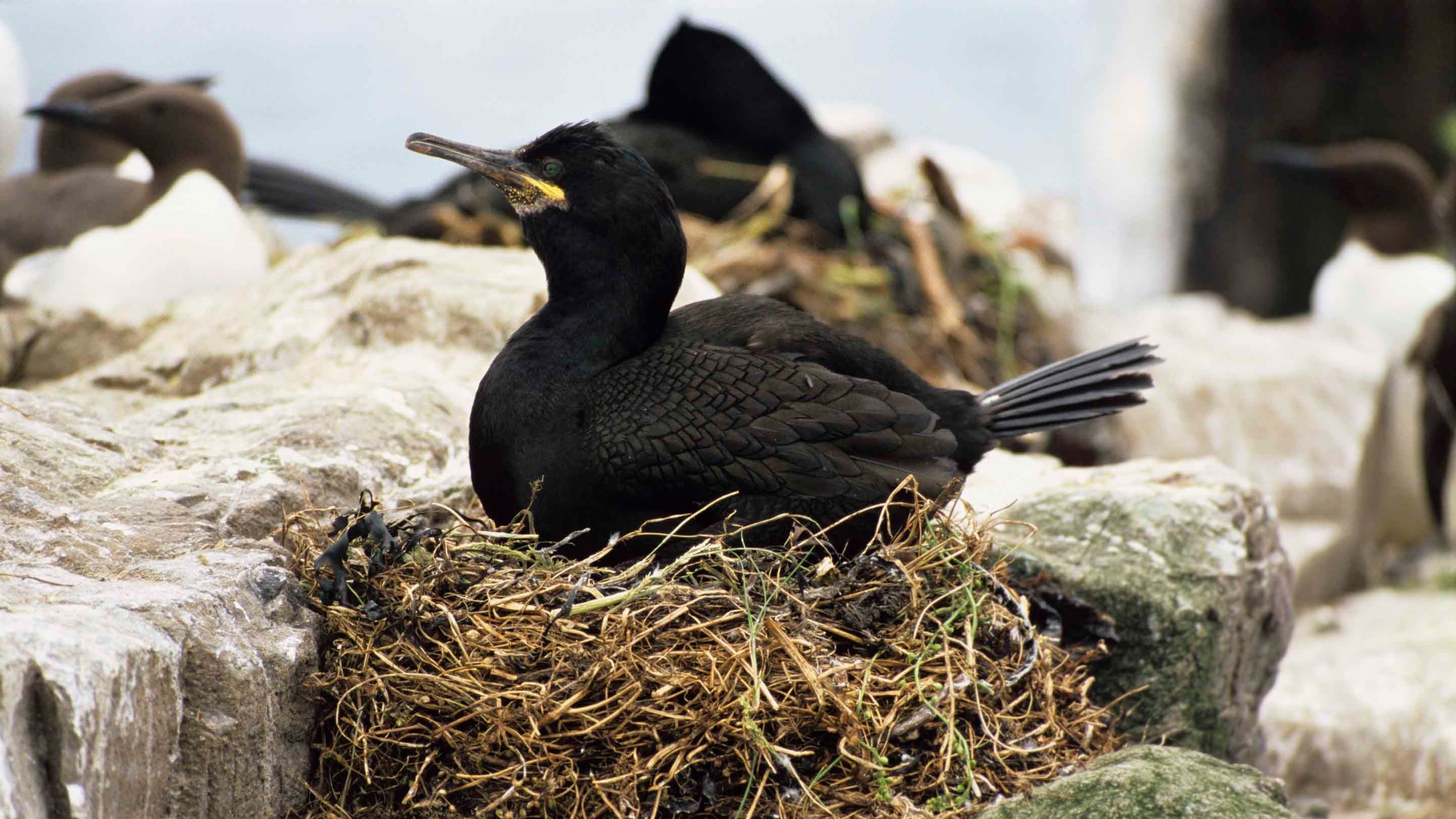 Close-up of a shag sitting on its nest on the Farne Islands, Northumberland