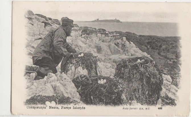 Archive image of a "Watcher" looking at the birds on the Farne Islands, Northumberland