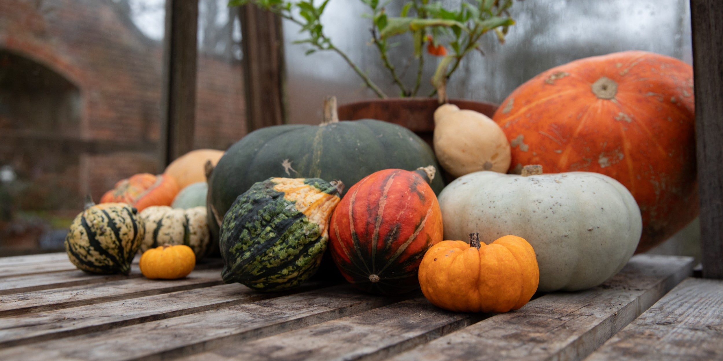 A pile of green, orange and yellow squashes on a wooden surface.