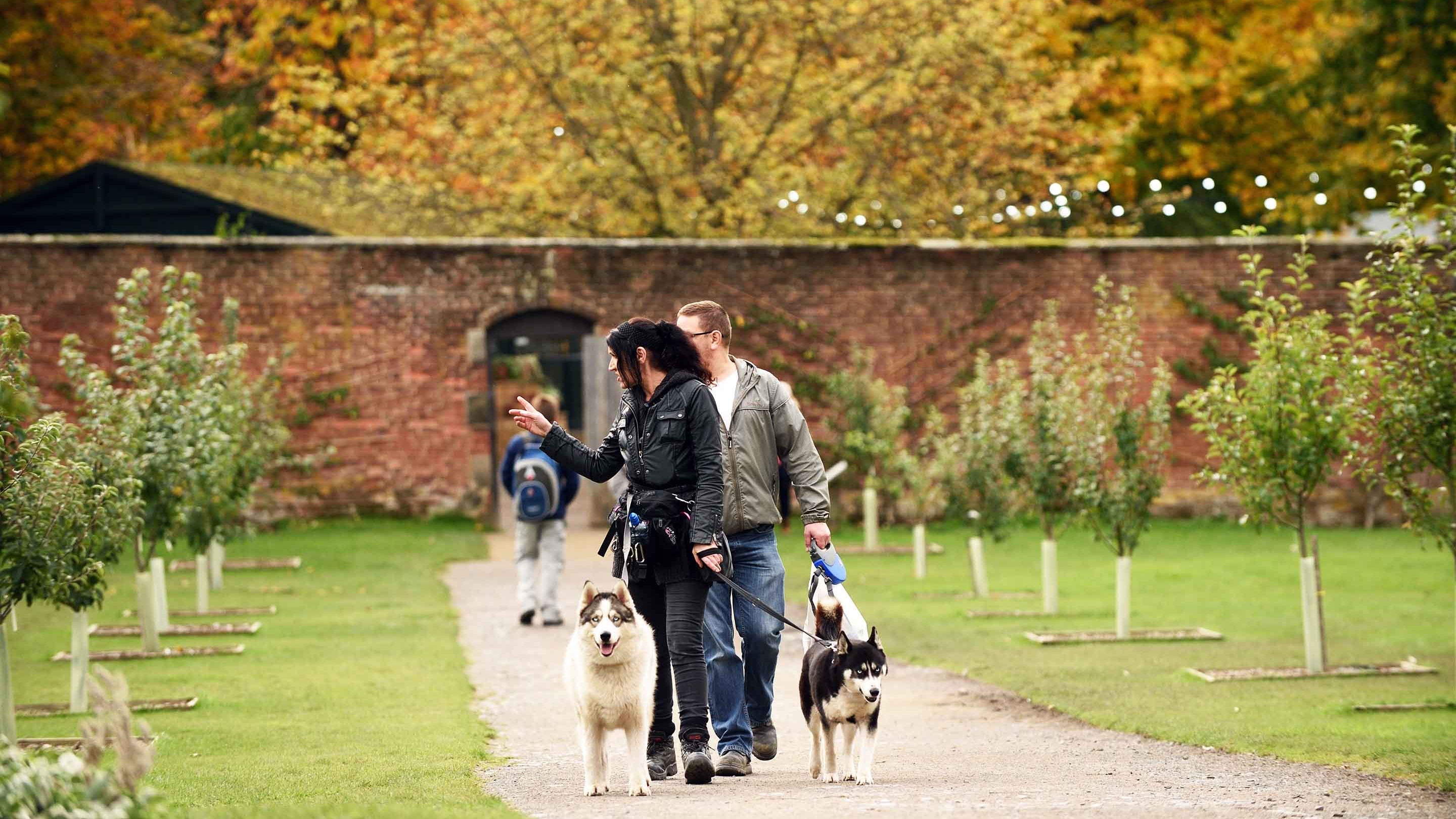 Visitors with dogs in the Walled Garden at Gibside, with yellow autumn trees visible behind them
