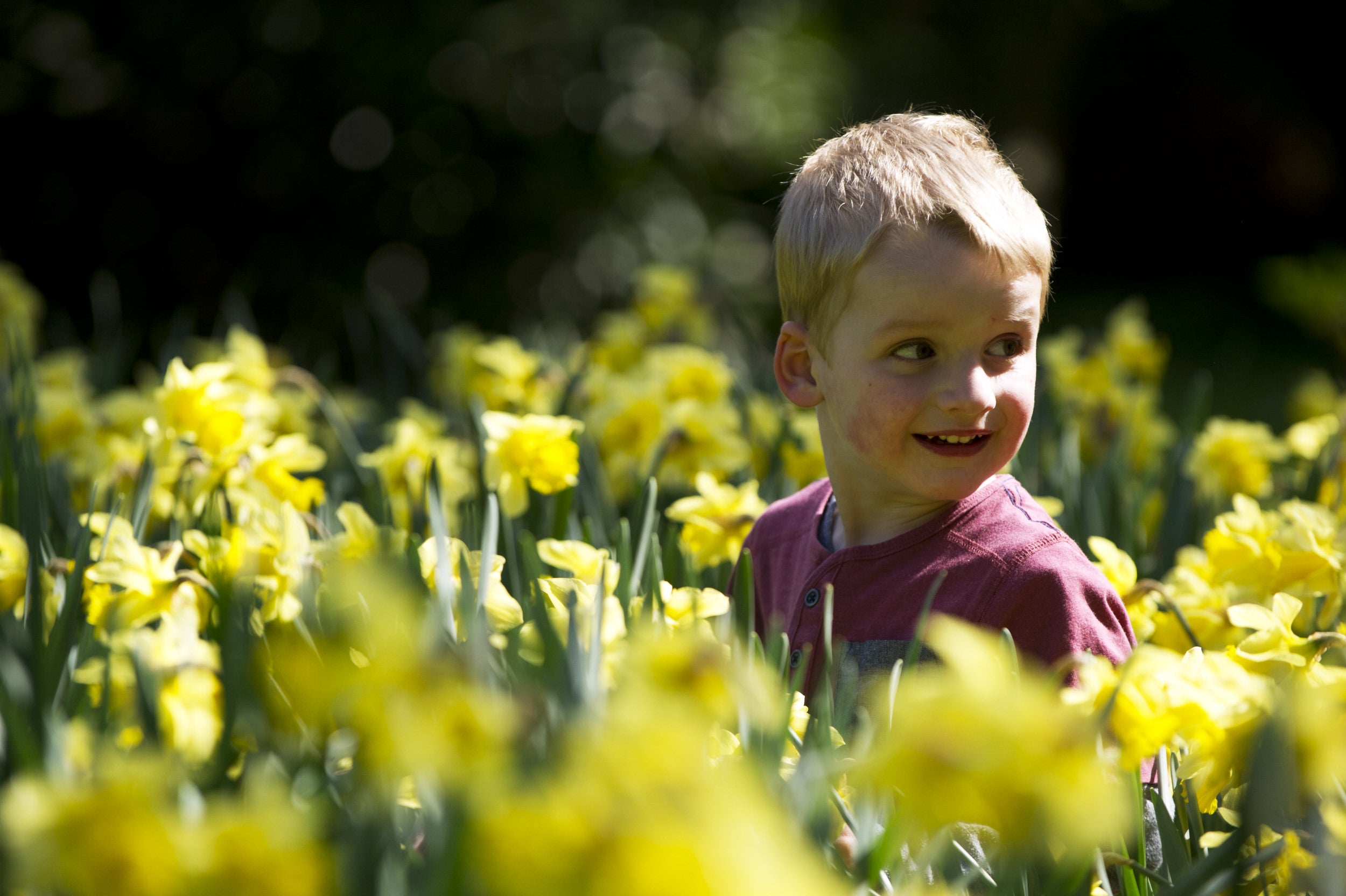 Playing among the daffodils on a spring day out.