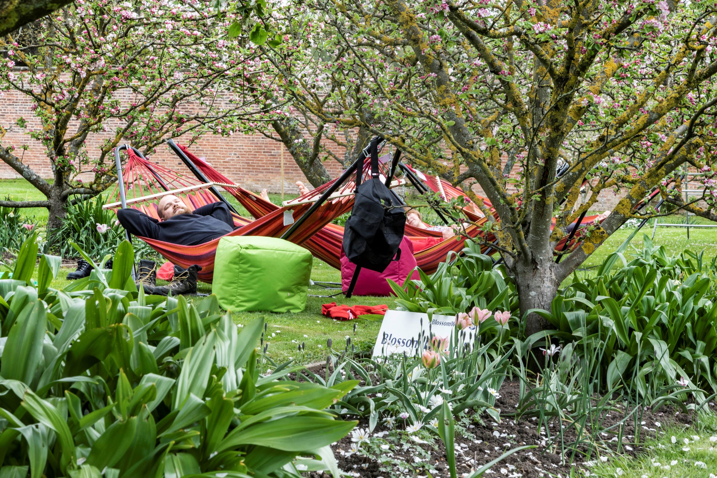 Blossom bathing in the Walled Garden