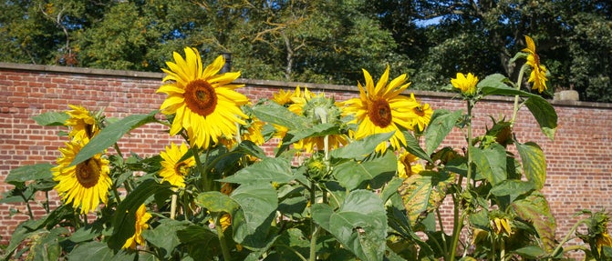 Sunflowers with a red brick wall in the background.