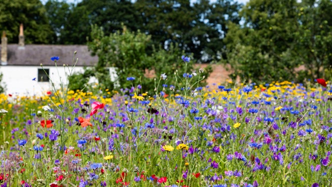 Pictorial meadow showcasing brightly coloured summer blooms