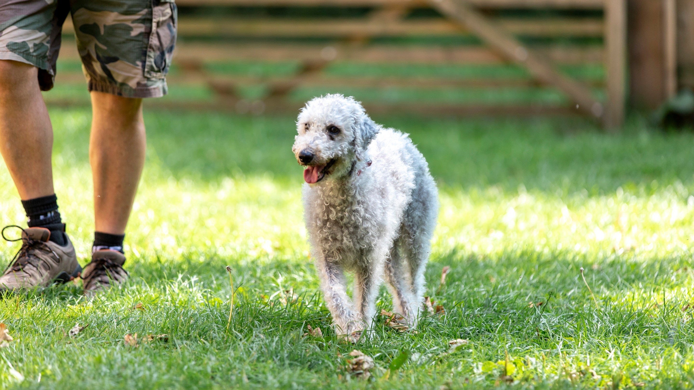 A dog enjoying the off-lead area at Gibside