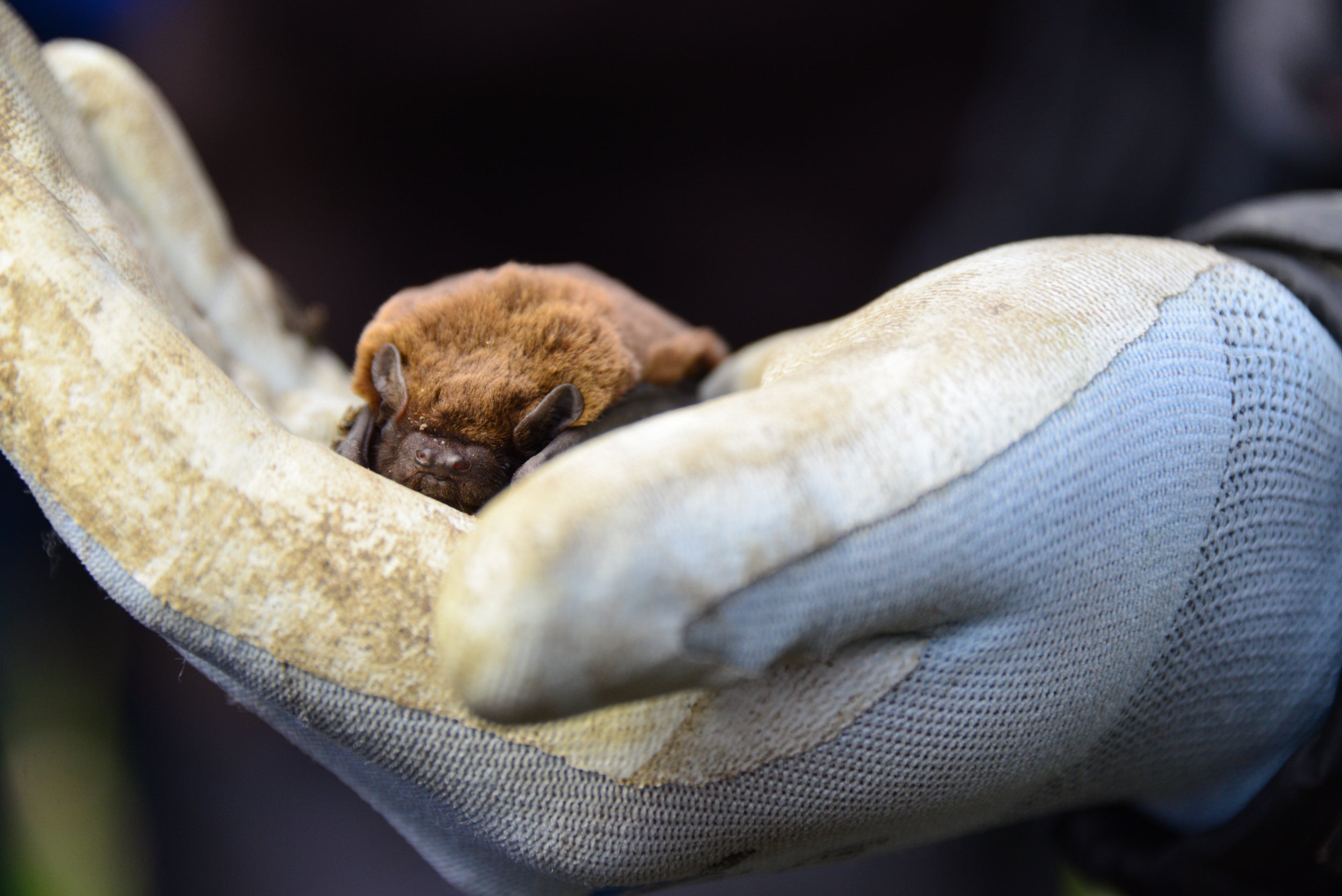 A small bat in a gloved hand.