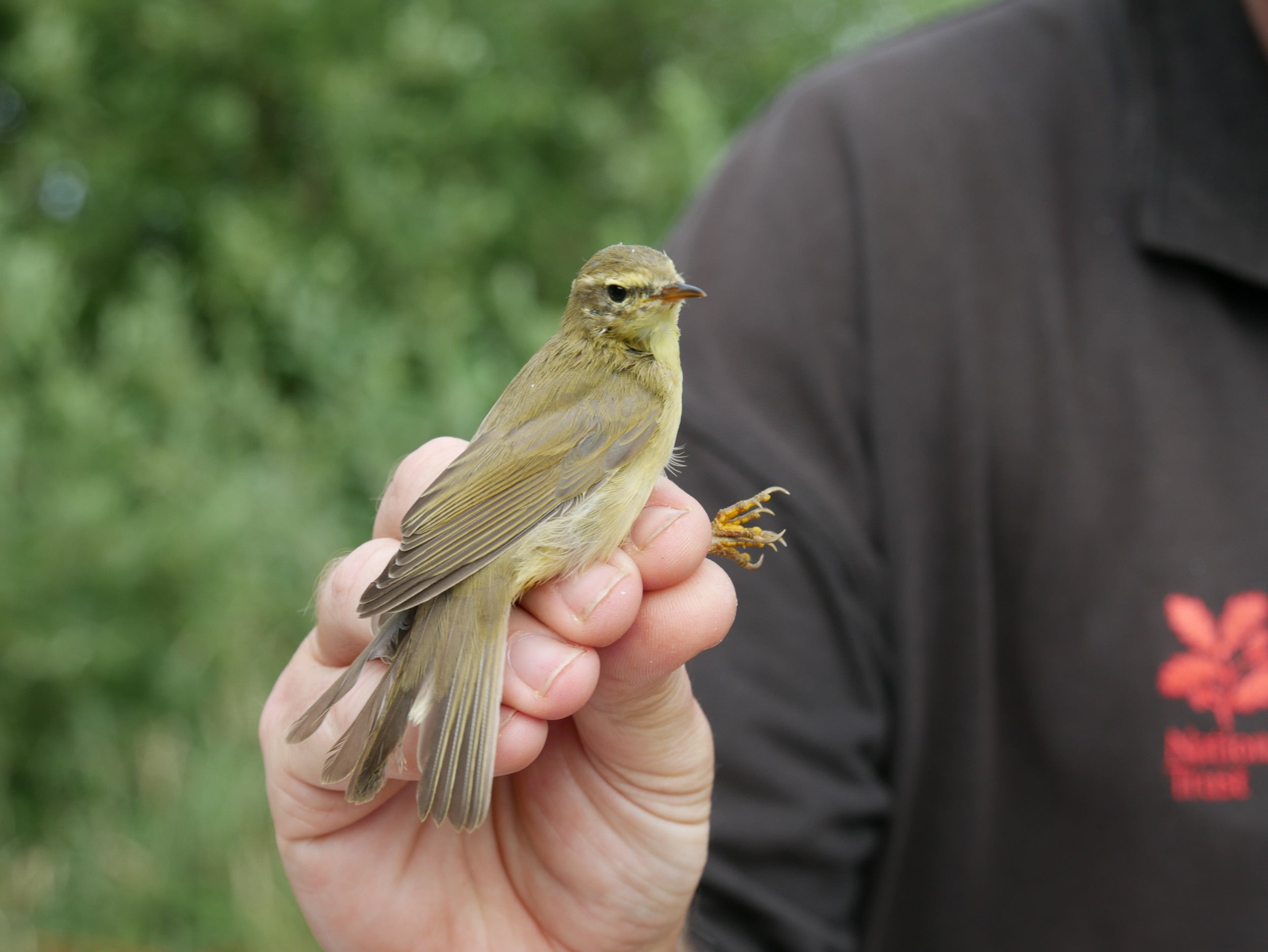 A small, brown bird being held by the legs.