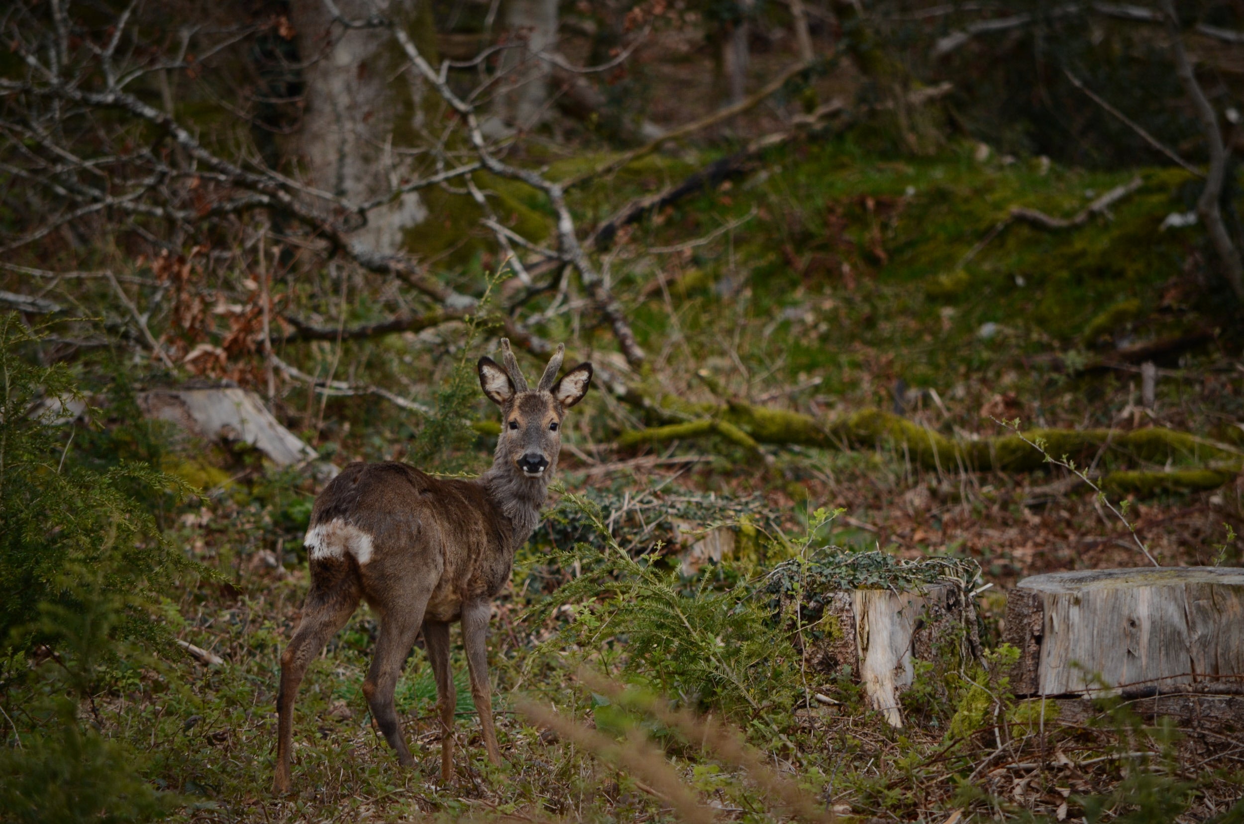 Roe deer in the woodland
