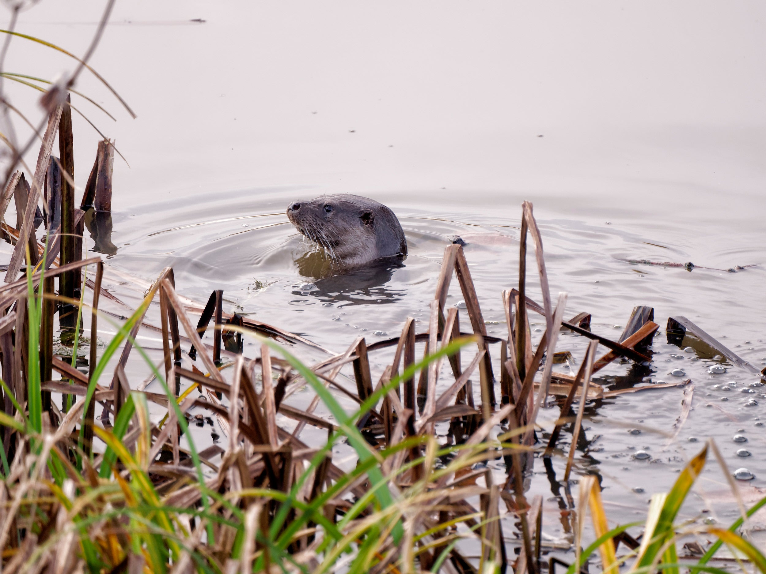 Otter in the river bank