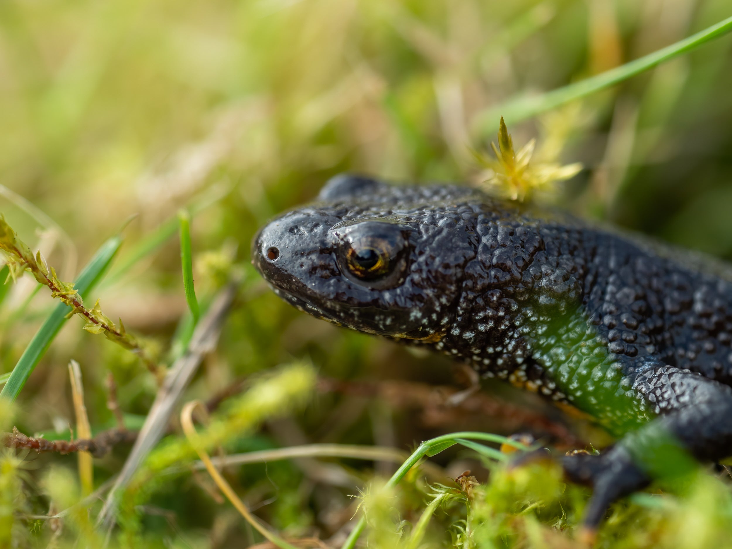 Great crested newt at Gibside