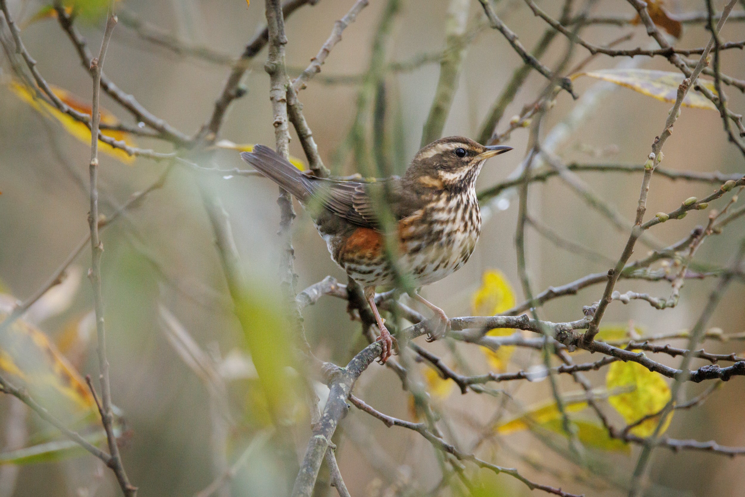 Redwing spotted at Gibside
