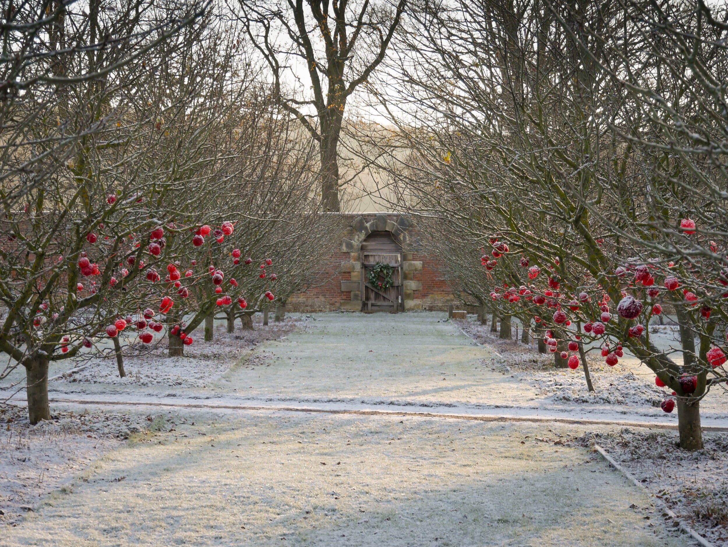 Frosty apple trees in Gibside's Walled Garden