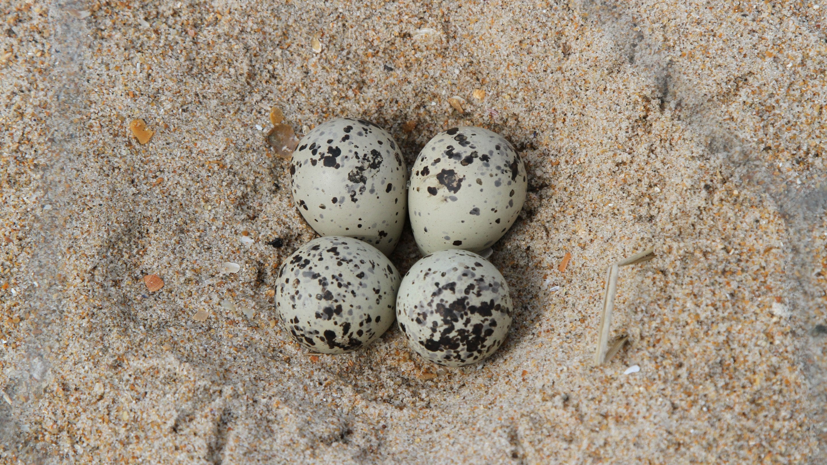 Ringed Plover eggs on a beach