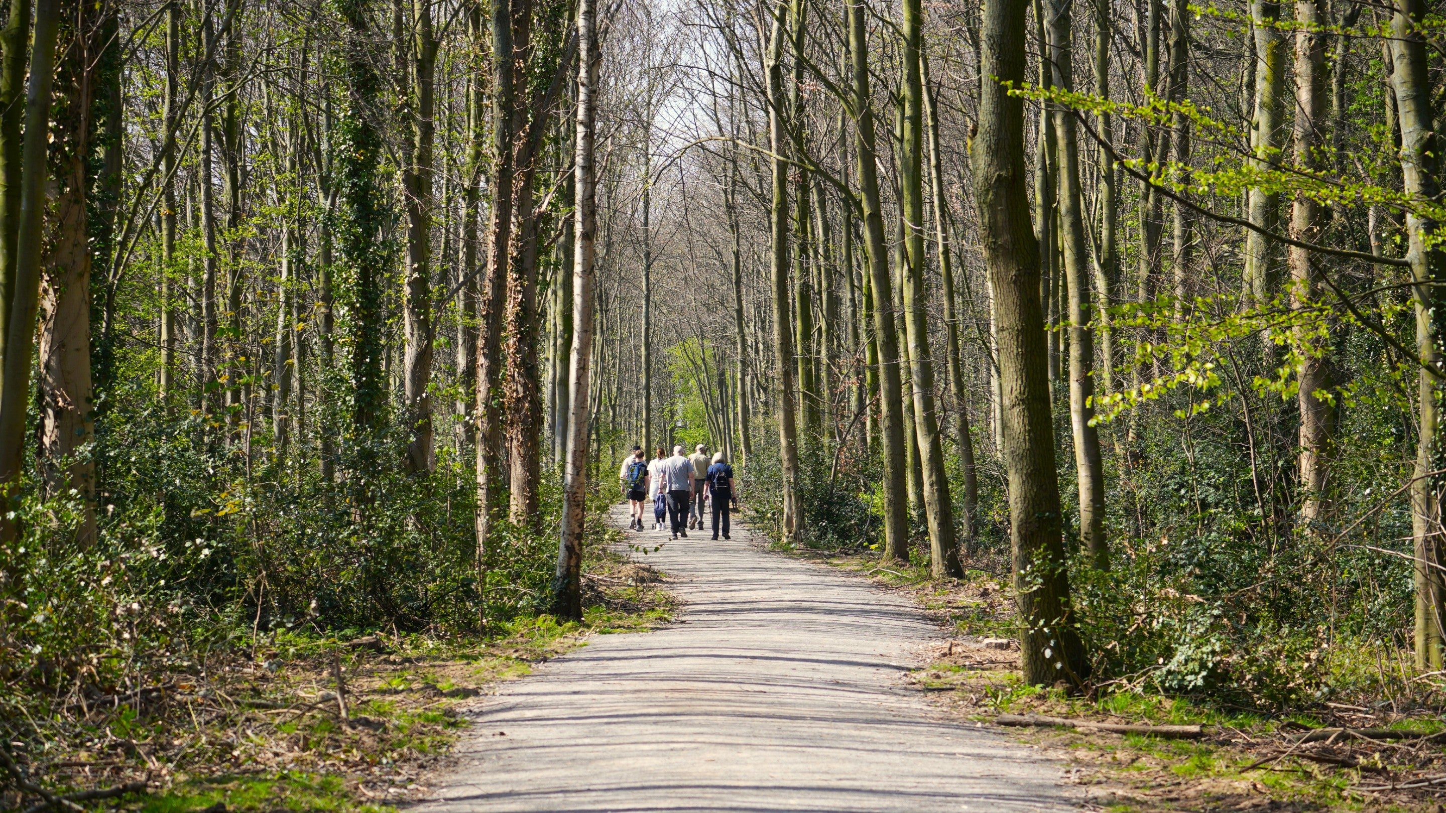 A group of walkers making their way through Pennyman Woods in spring sunshine
