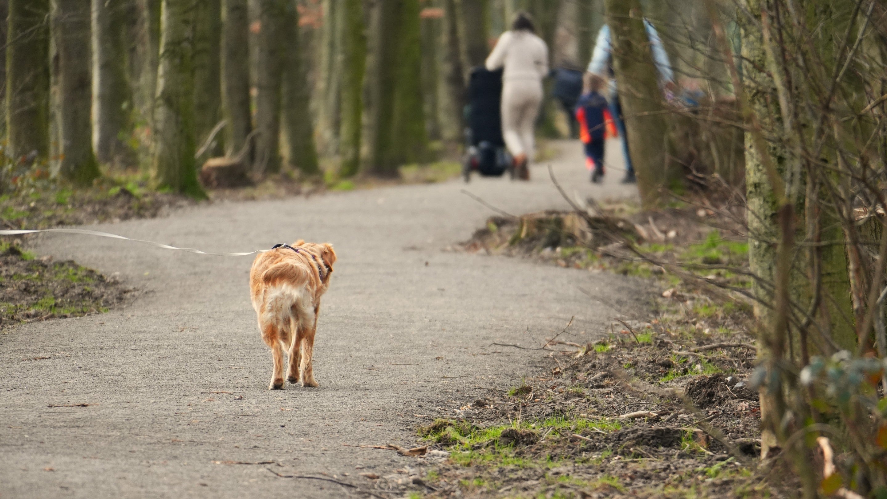 A dog in foreground walking through woodland with a family in distance