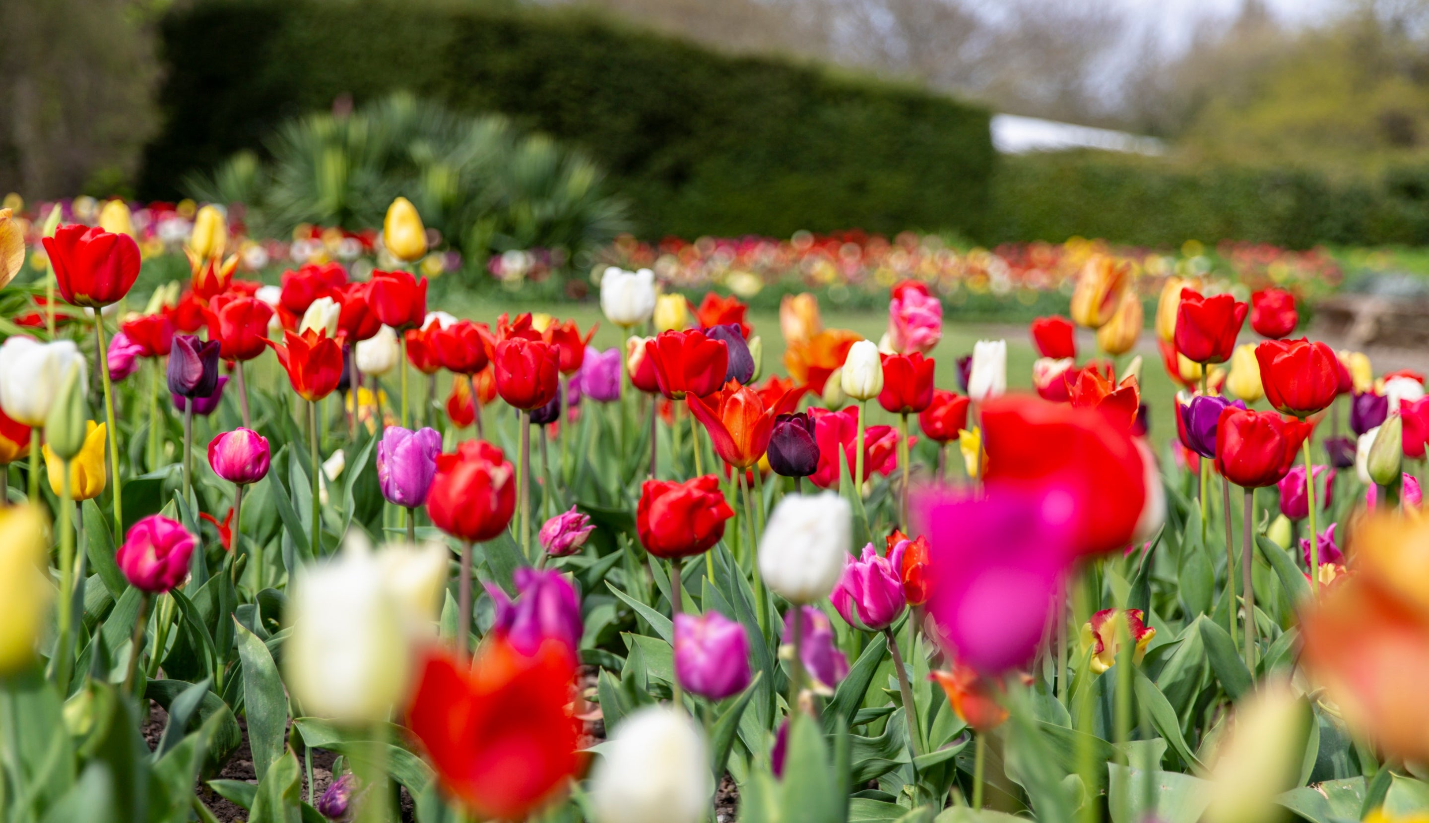 Multi-coloured tulips in the garden at Ormesby Hall