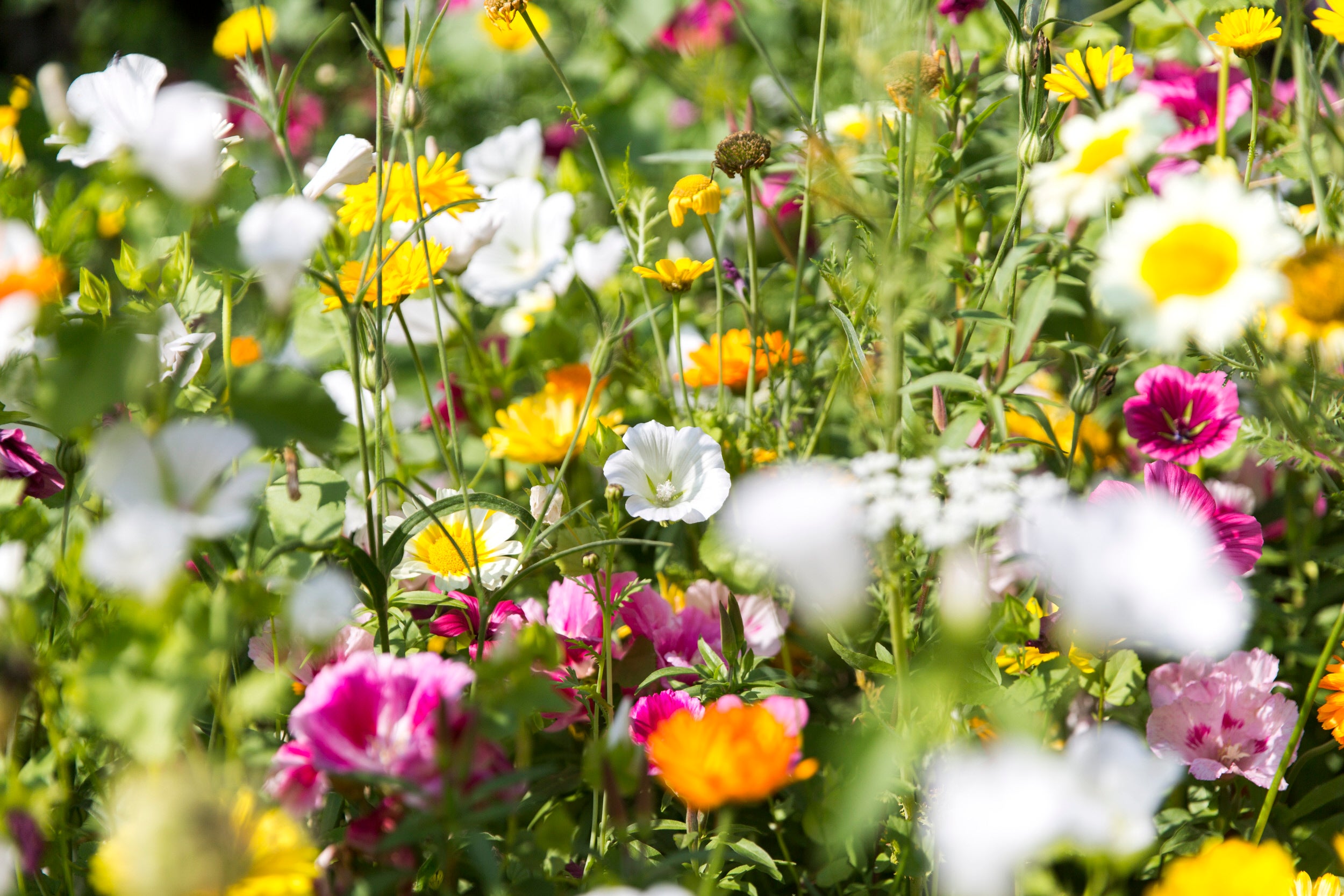 Colourful annuals in the garden in July at Ormesby Hall, North Yorkshire