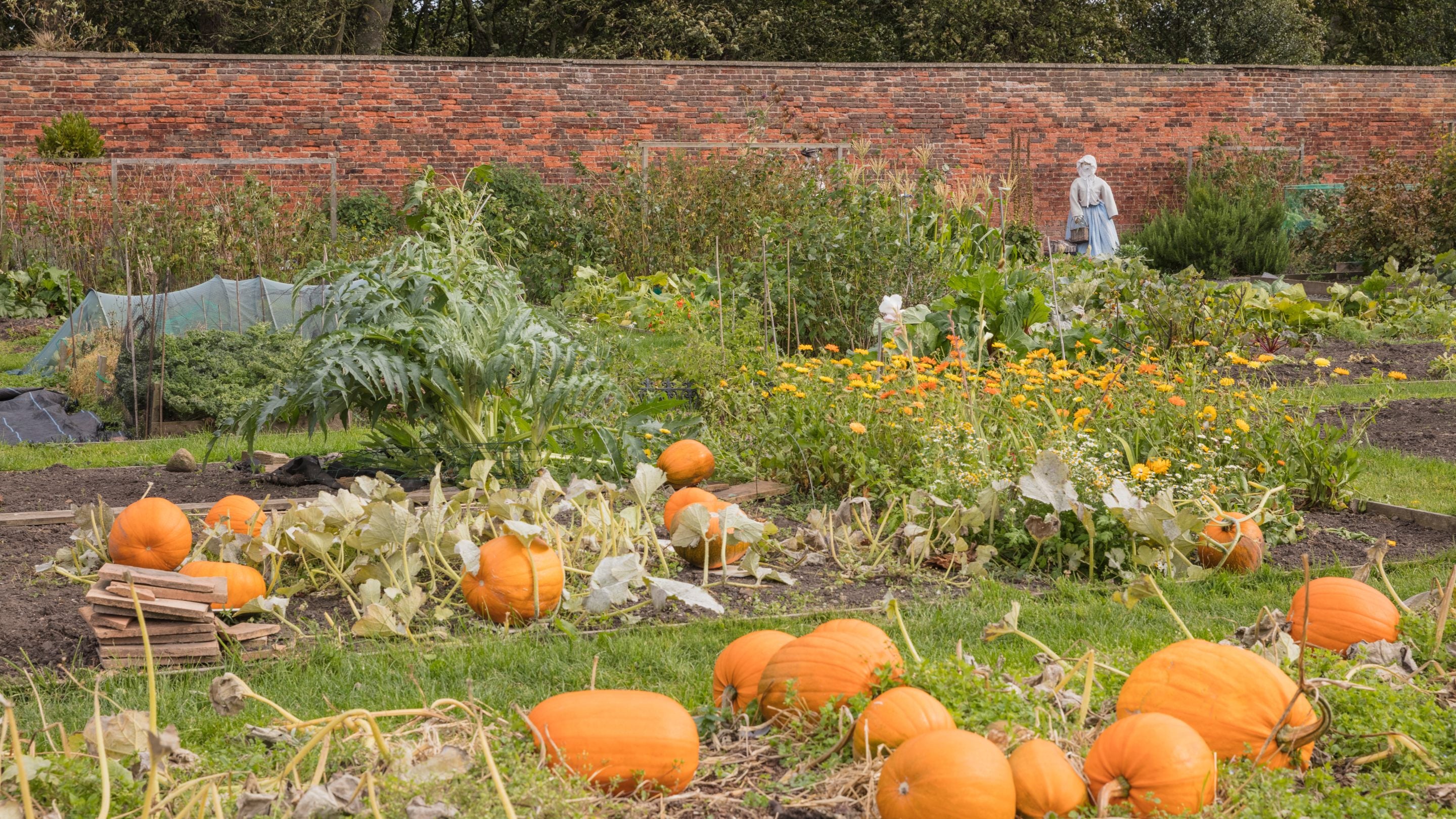 Pumpkins growing in the Community Kitchen Garden at Seaton Delaval Hall, Northumberland