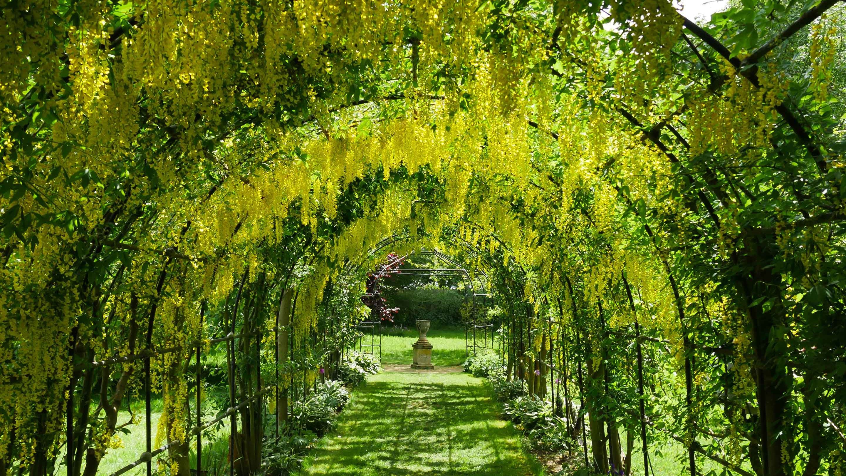 The Laburnum arch in June at Seaton Delaval Hall, Northumberland