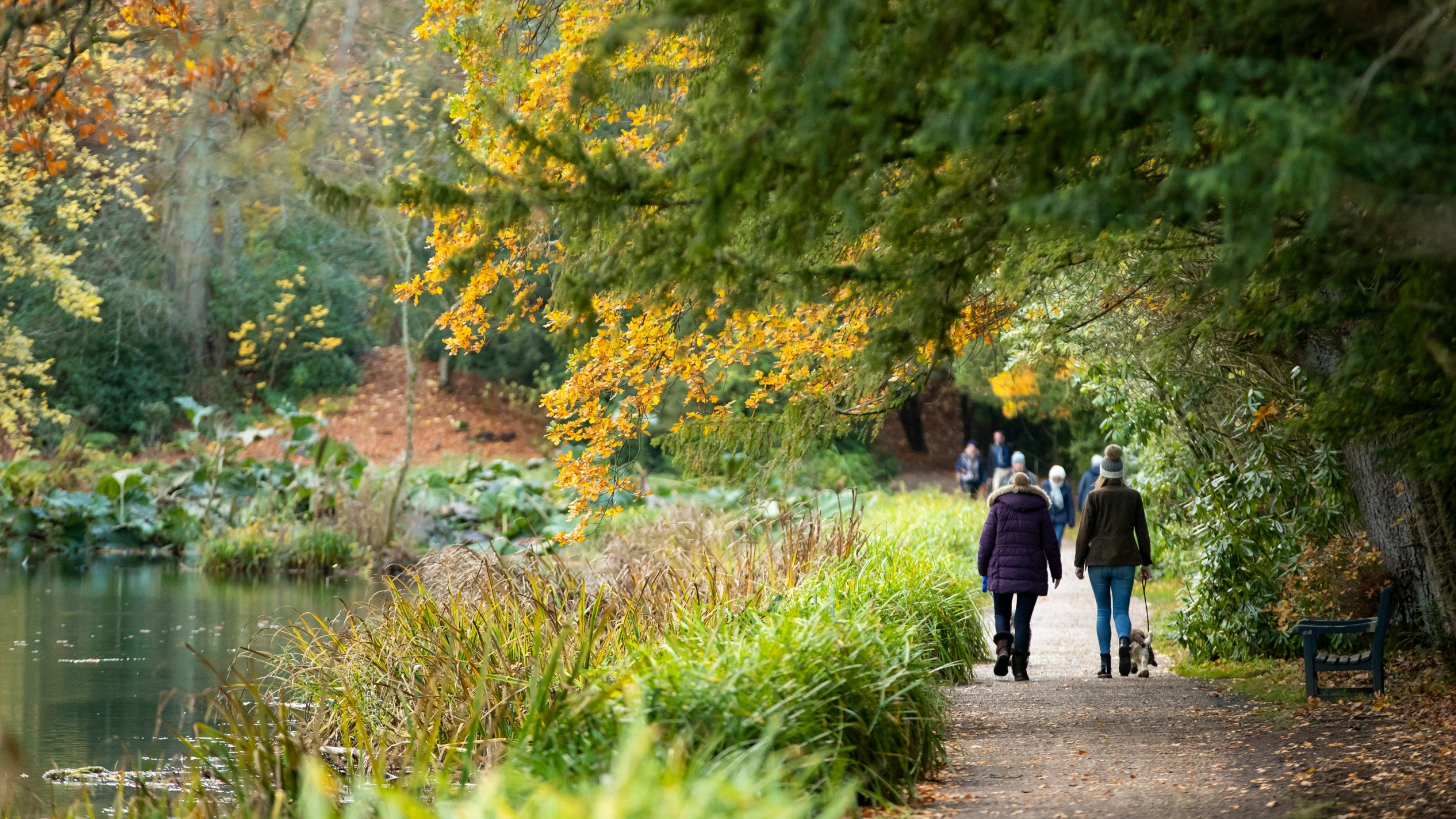 Visitors on an autumnal river walk at Wallington, Northumberland