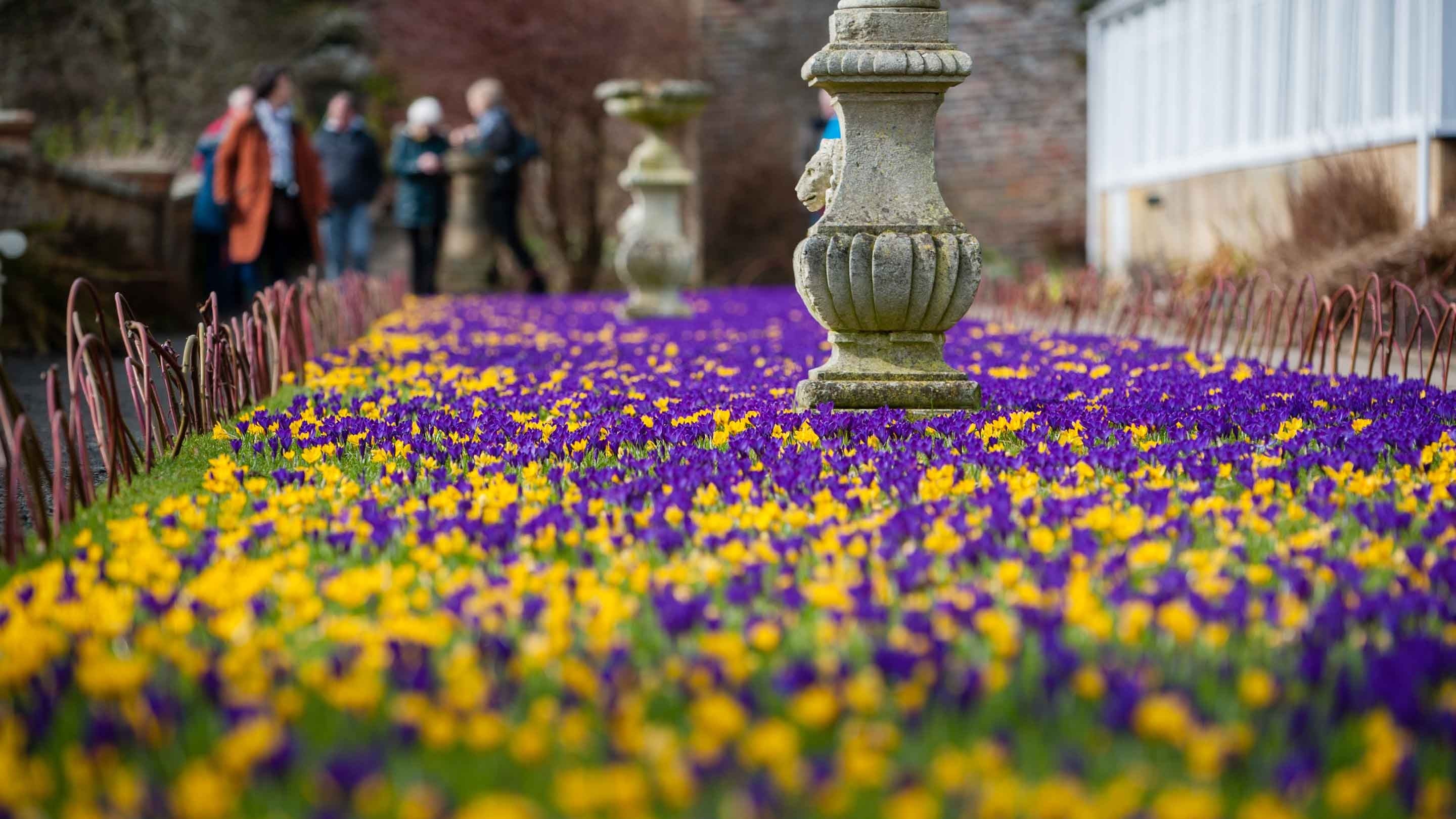 A blanket of purple and yellow crocuses surround a large stone urn on the Terrace at Wallington, Northumberland