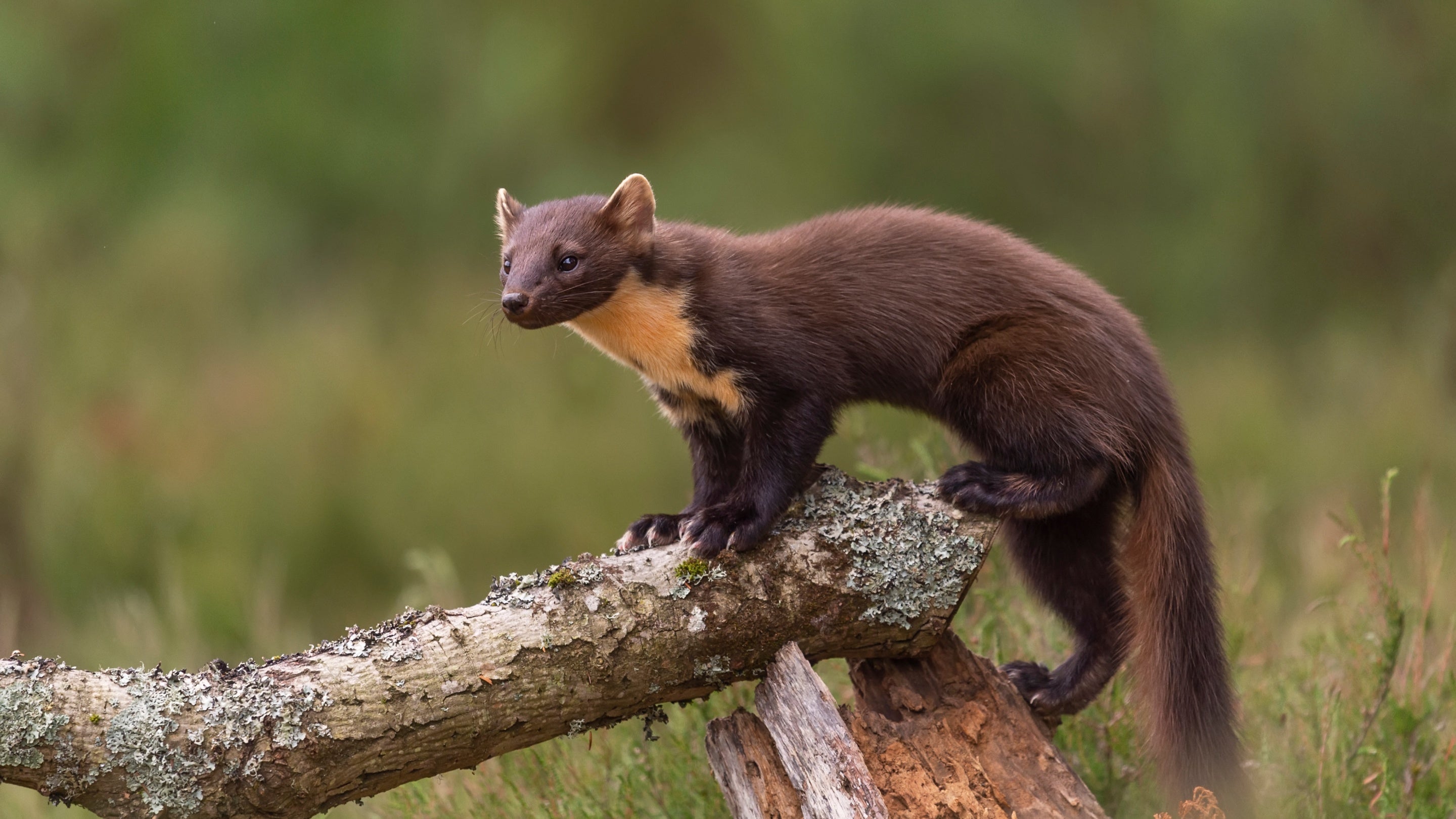 A pine marten on a branch